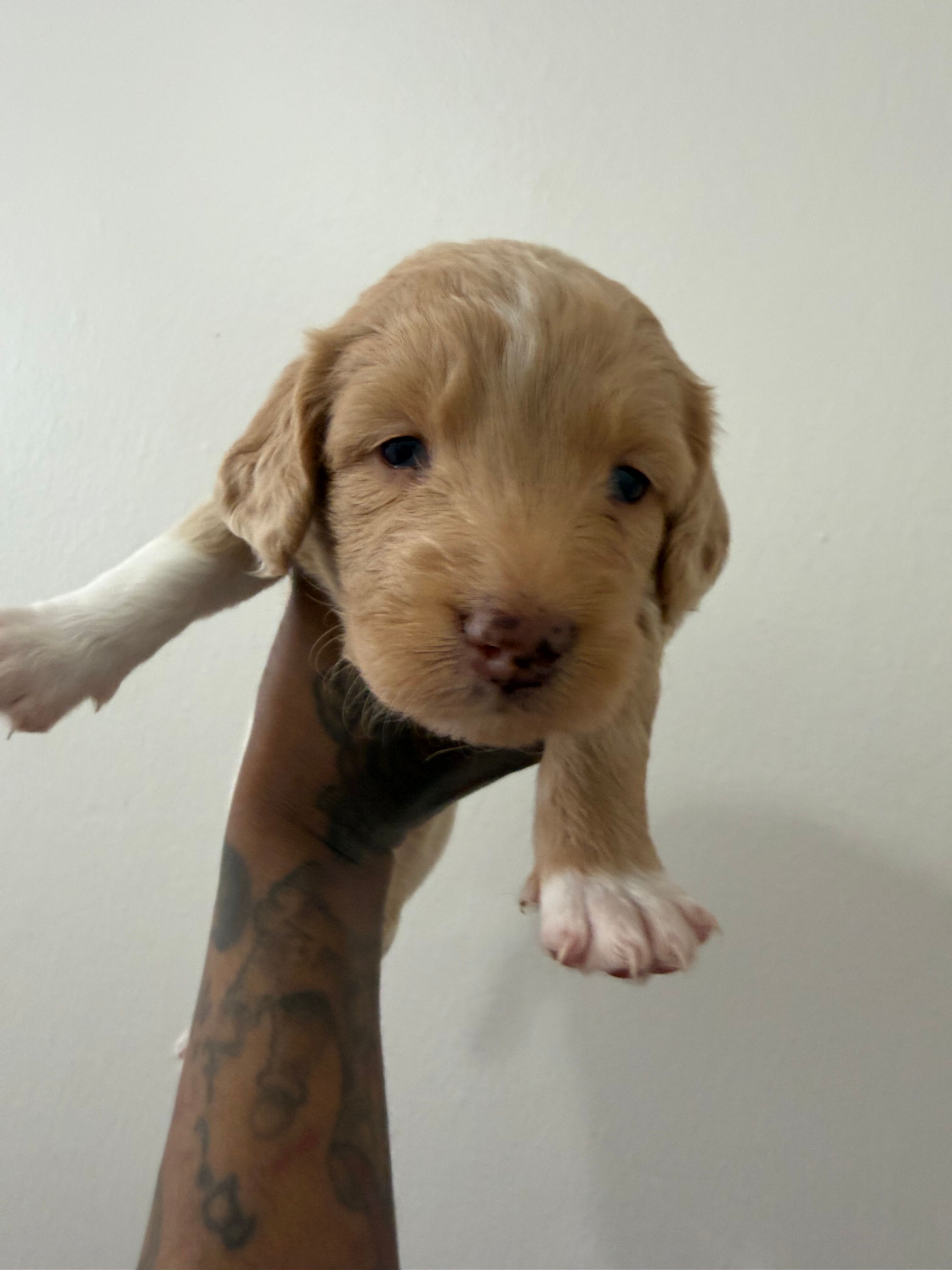 Birkin – Miniature Goldendoodle puppy for sale in Washington, DC