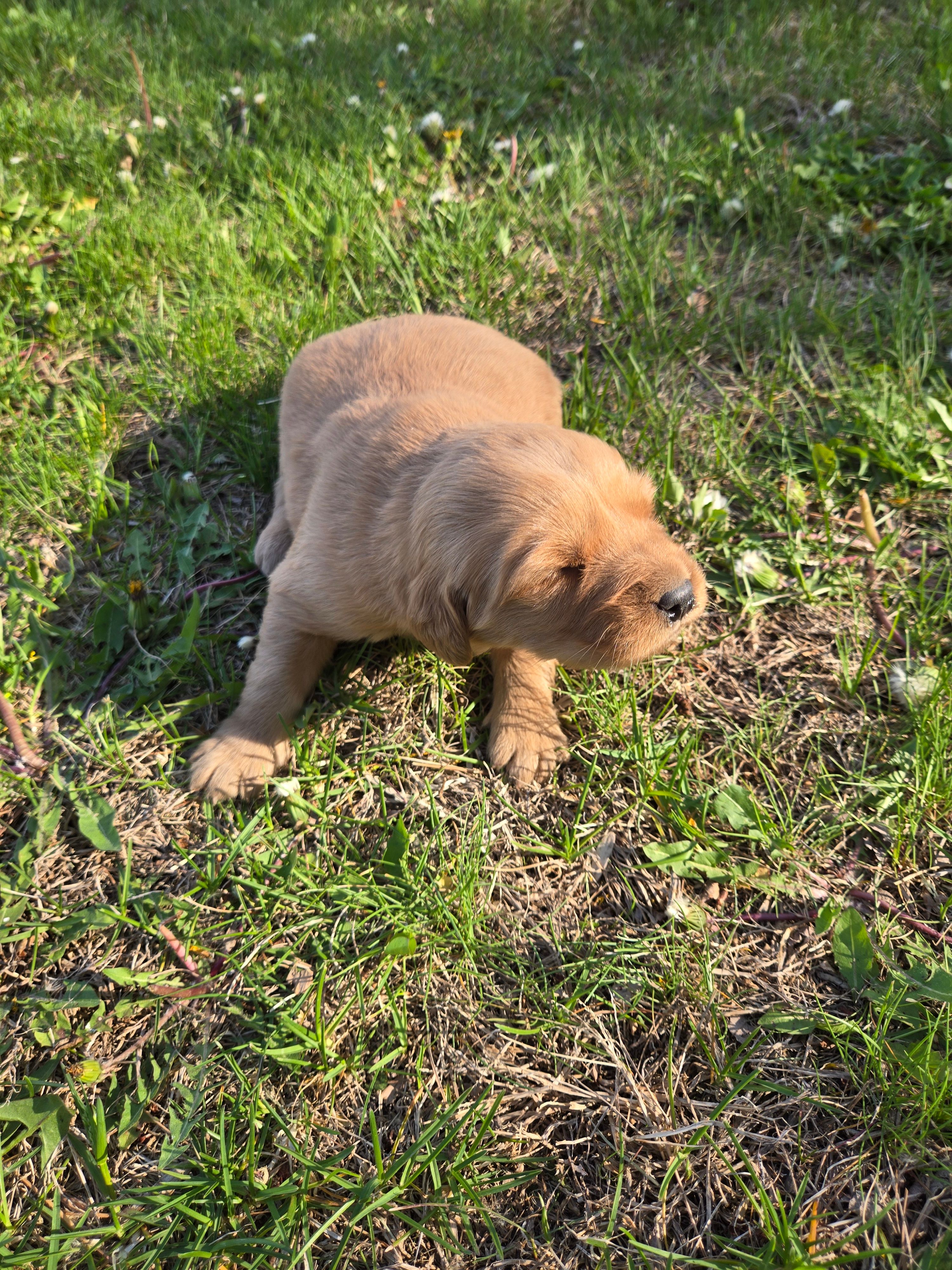 Cooper – Golden Retriever puppy for sale in Mountain Lake, MN