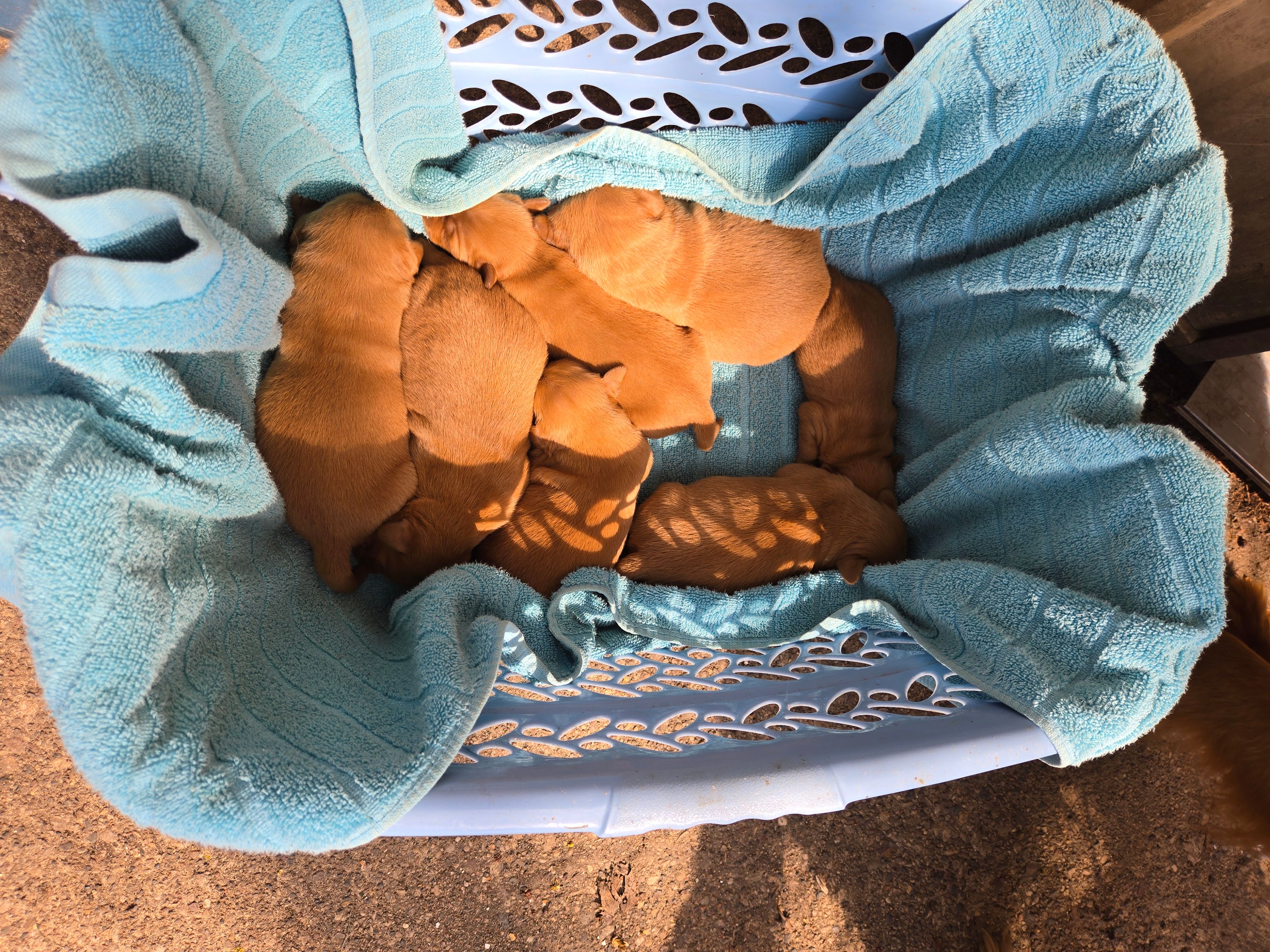 Bennie – Golden Retriever puppy for sale in Mountain Lake, MN