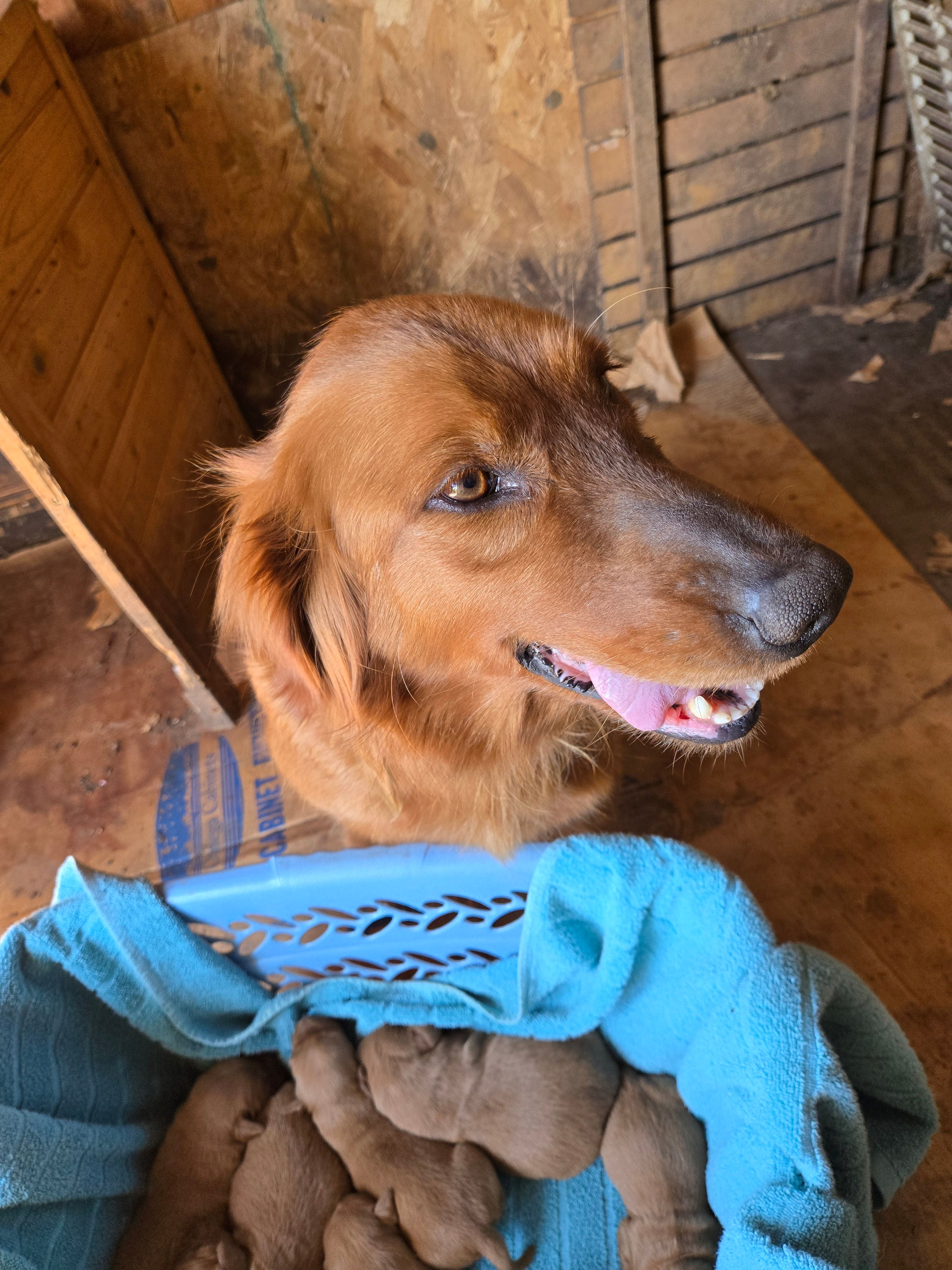 Sally – Golden Retriever puppy for sale in Mountain Lake, MN