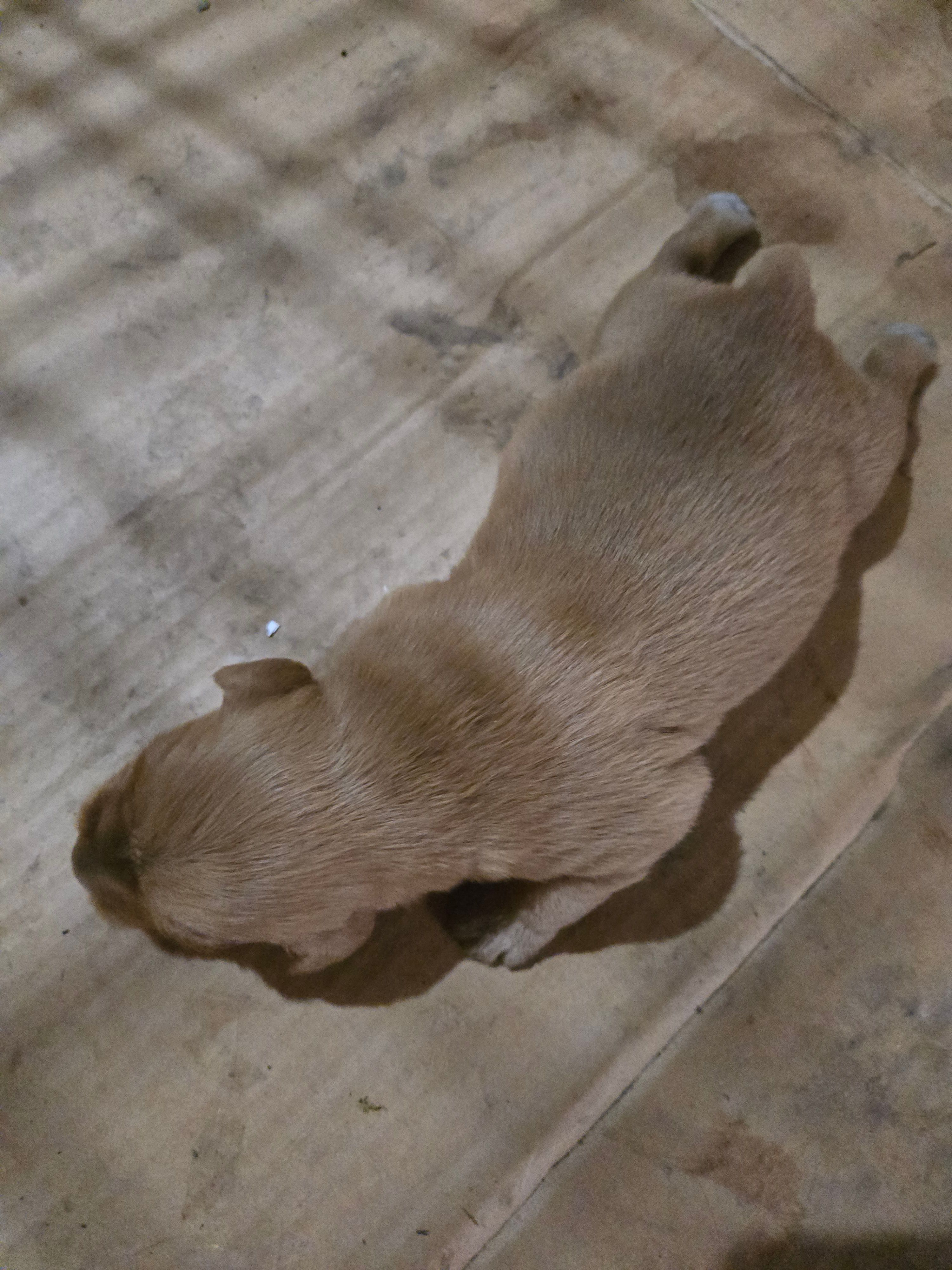 Suzie – Golden Retriever puppy for sale in Mountain Lake, MN