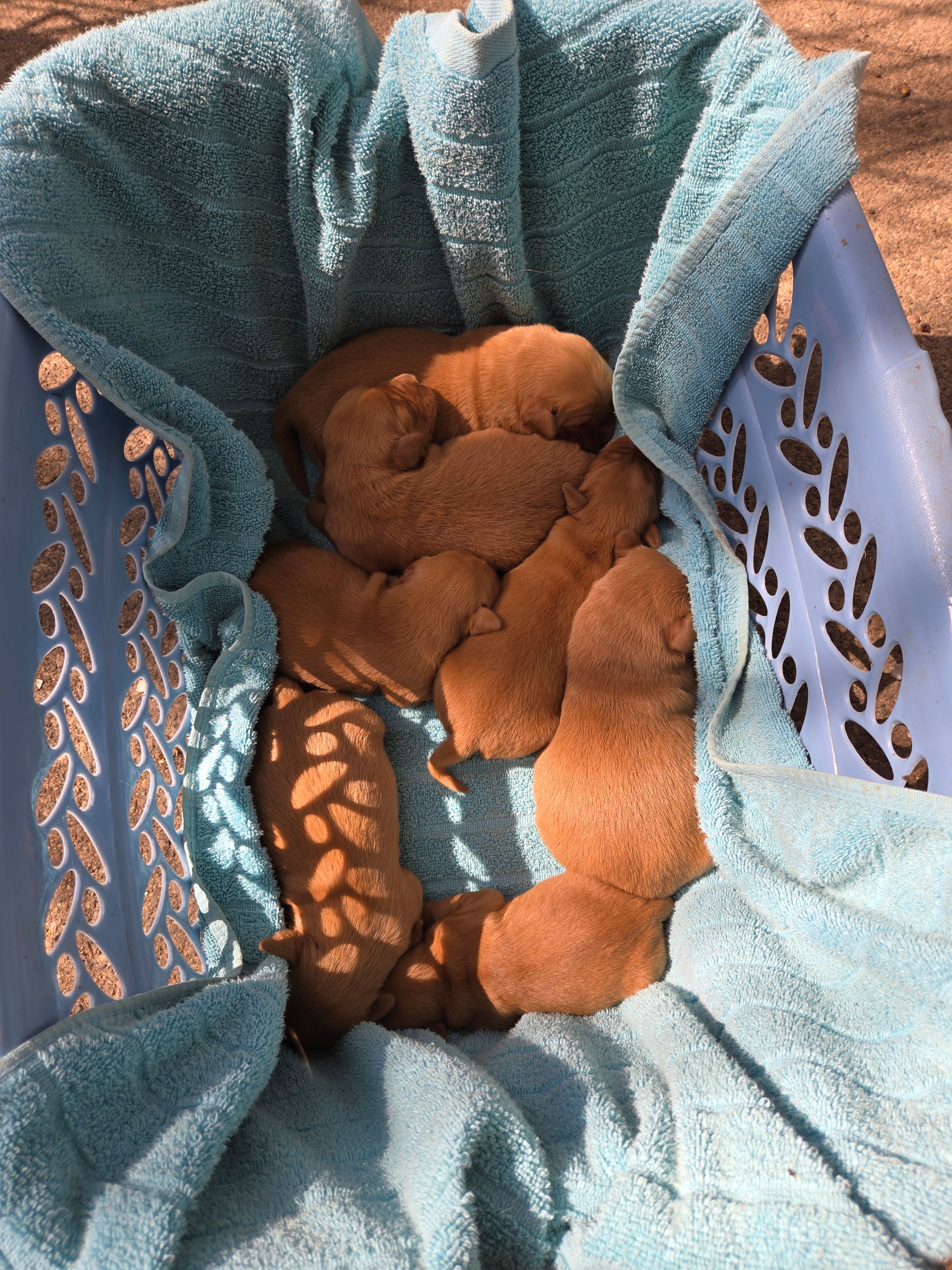 Sam – Golden Retriever puppy for sale in Mountain Lake, MN