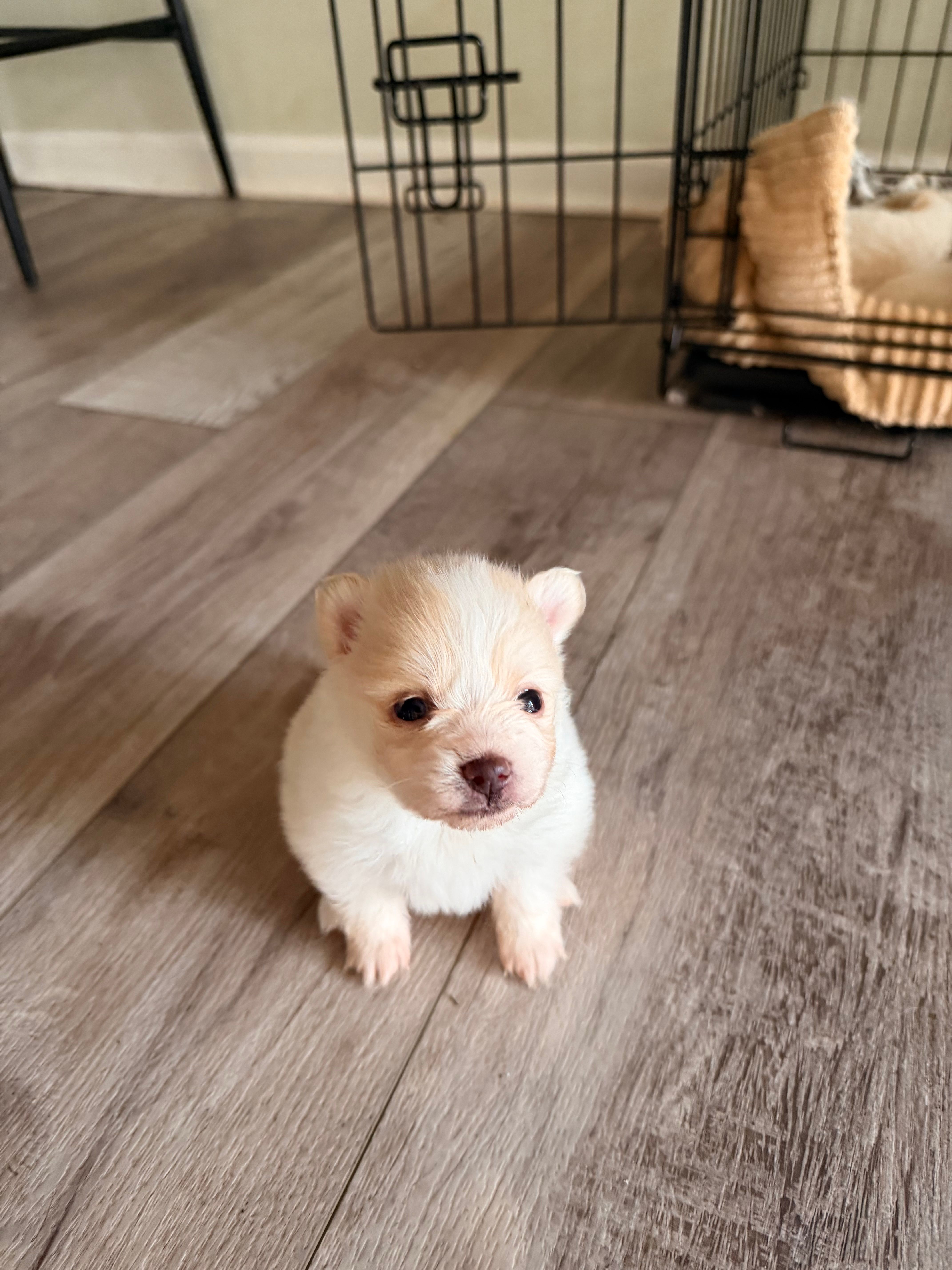 Pomeranian 2 girls – Pomeranian puppy for sale in Lawrenceville, GA