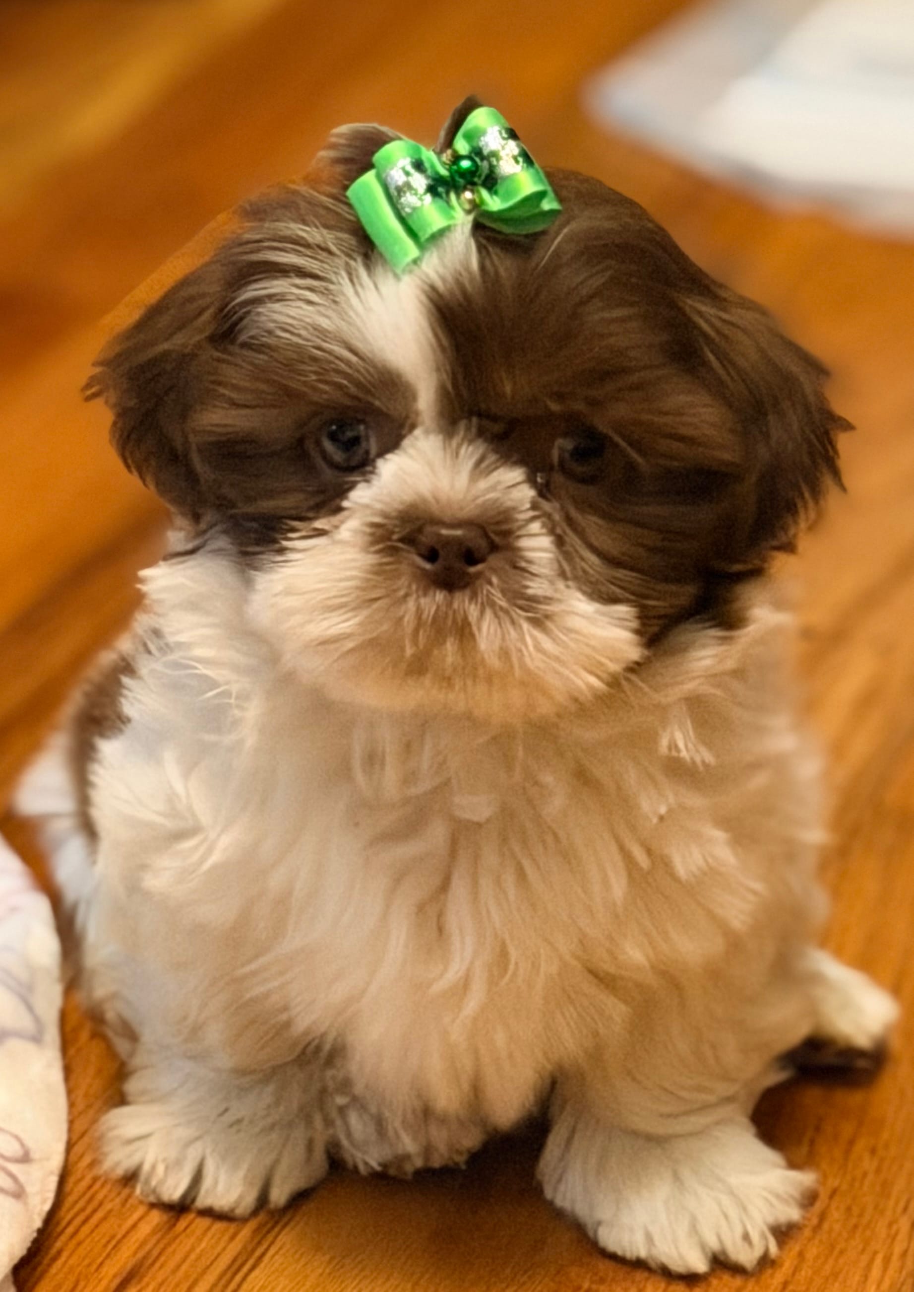 Fiona – Shih Tzu puppy for sale in Goshen, NY