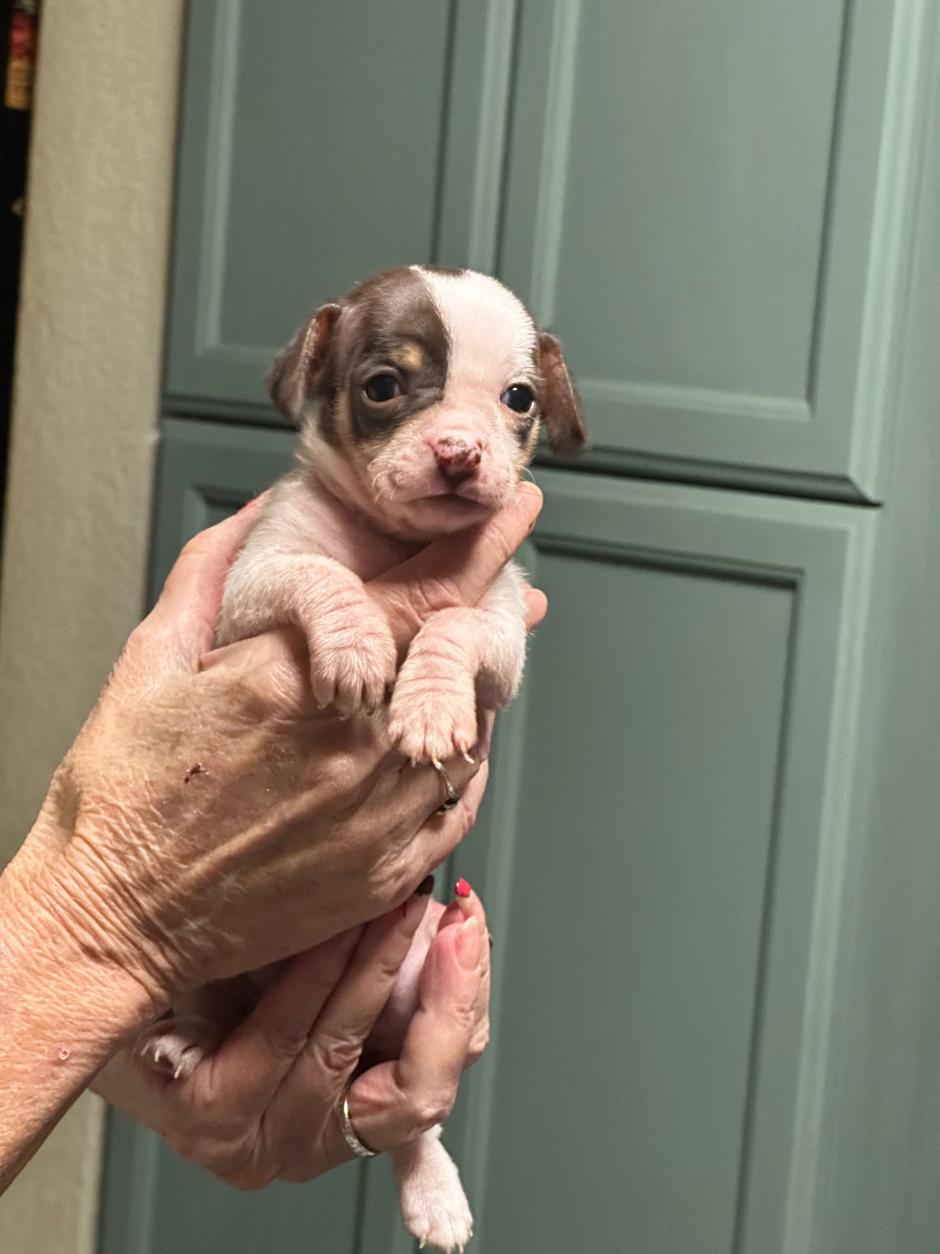 Princess – Chihuahua puppy for sale in Tucson, AZ