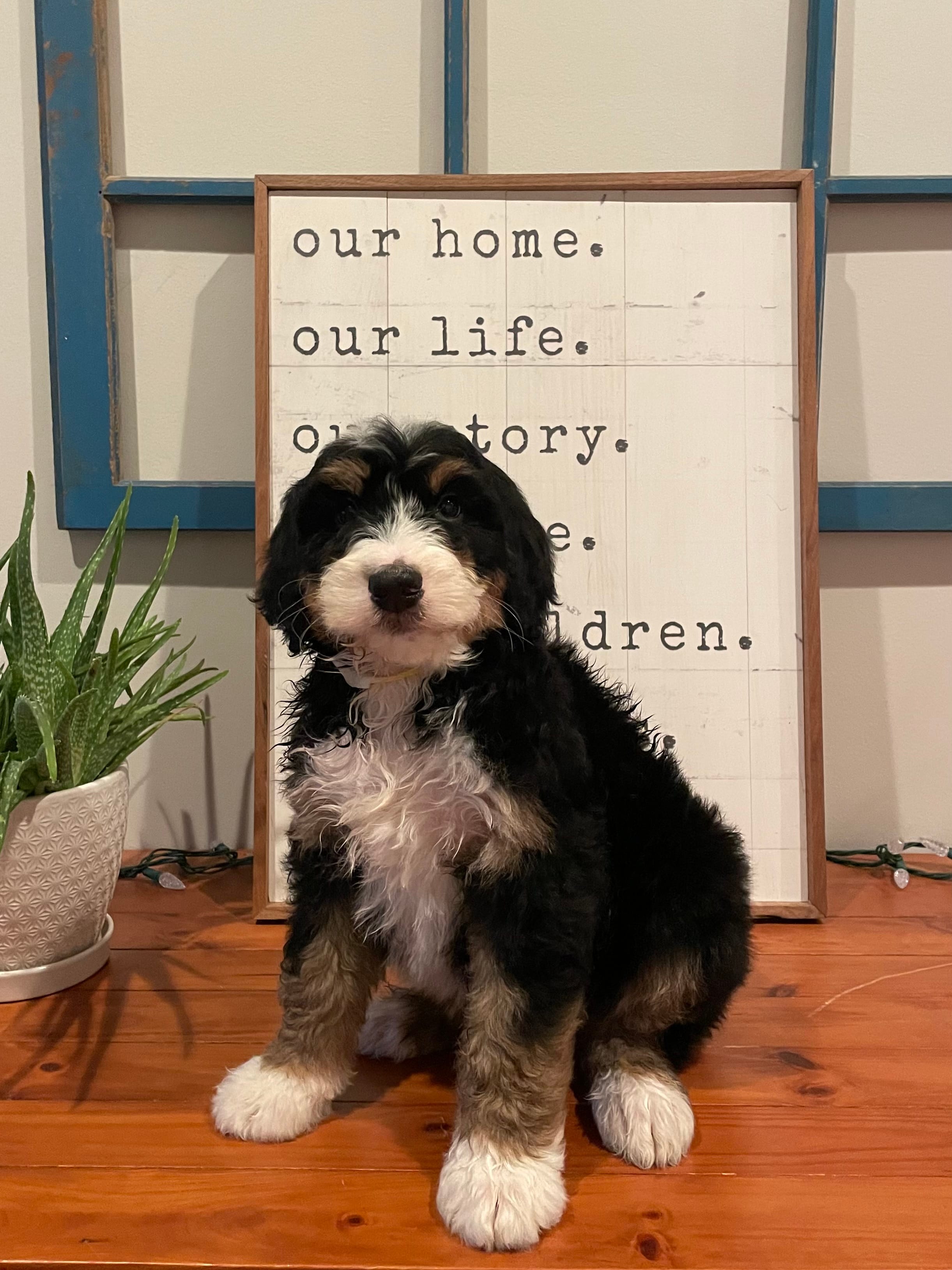 Bear – Bernedoodle puppy for sale in Indianapolis, IN