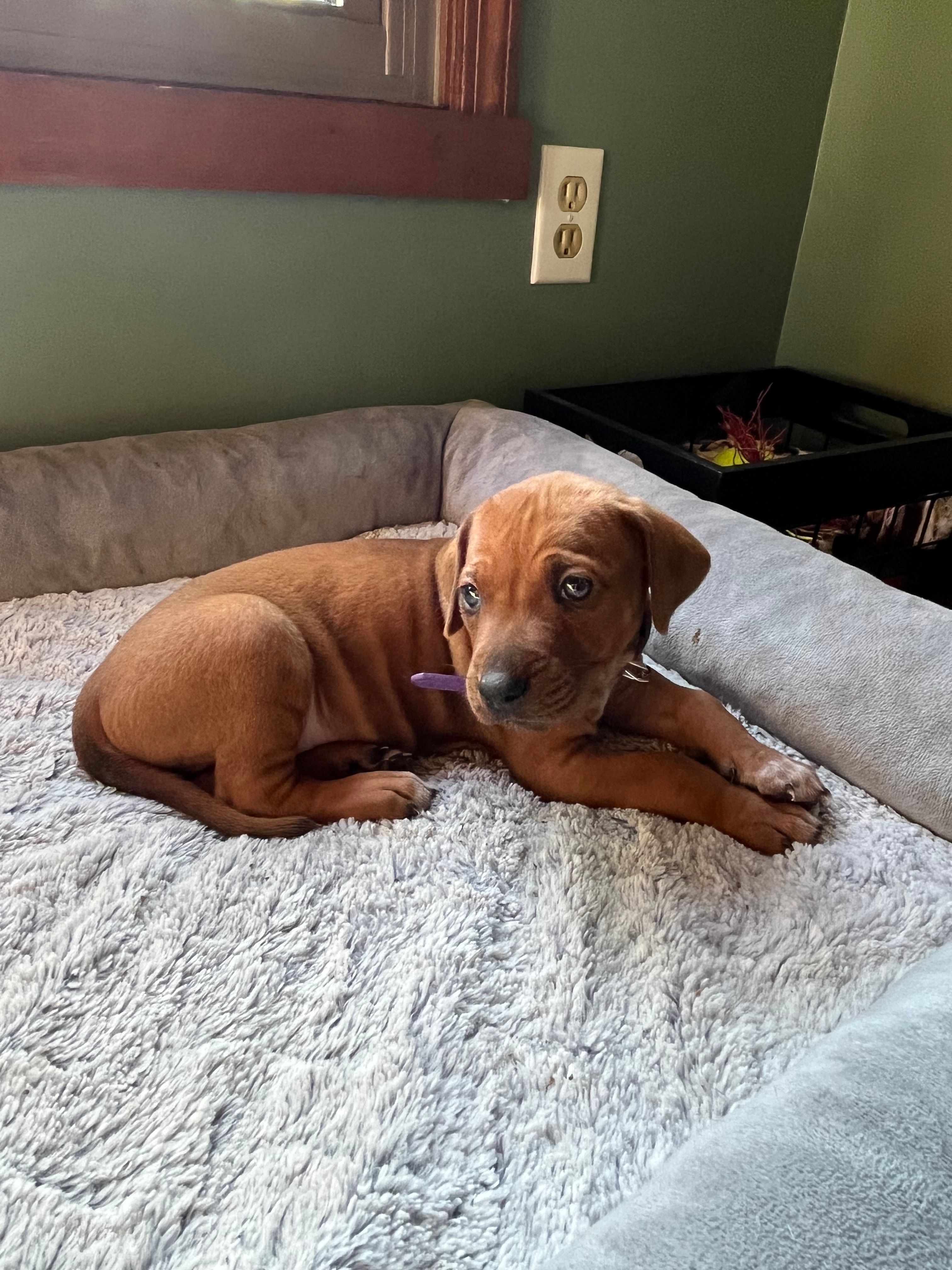Rhodesian Rodgeback puppy- orange collar  – Rhodesian Ridgeback puppy for sale in Charleston, WV
