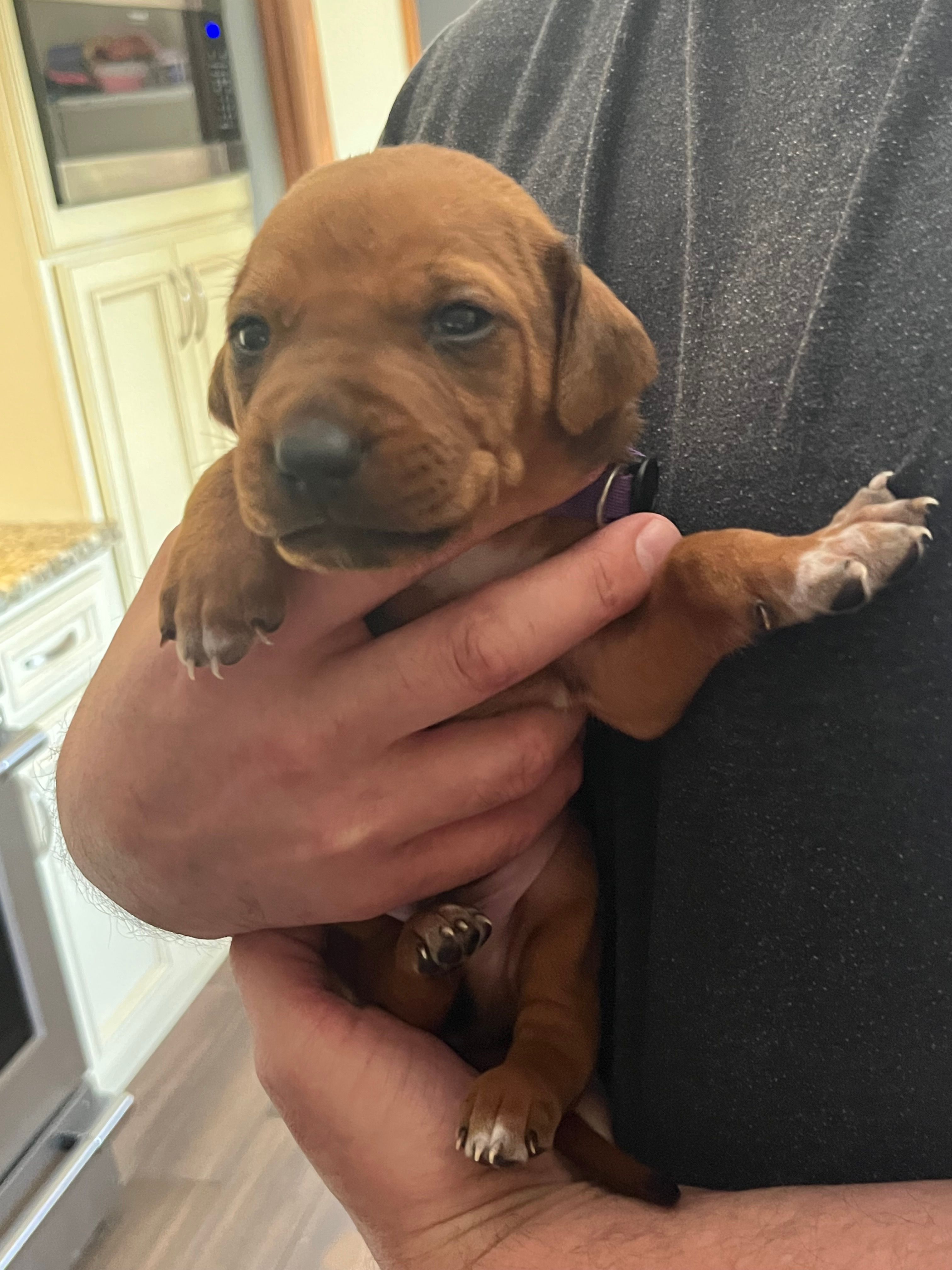 Rhodesian Ridgeback puppy  – Rhodesian Ridgeback puppy for sale in Charleston, WV