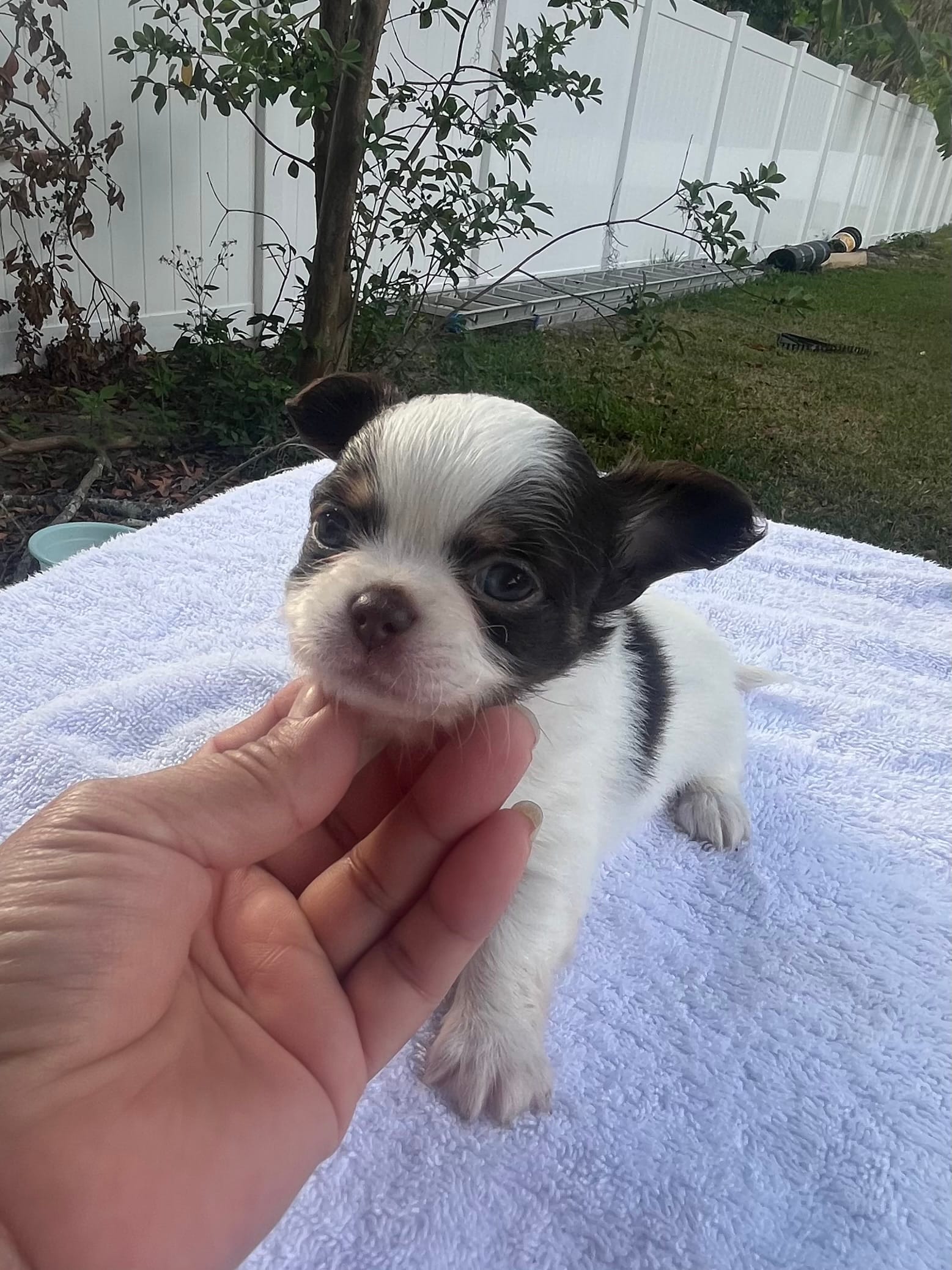 Spot – Chihuahua puppy for sale in Plant City, FL
