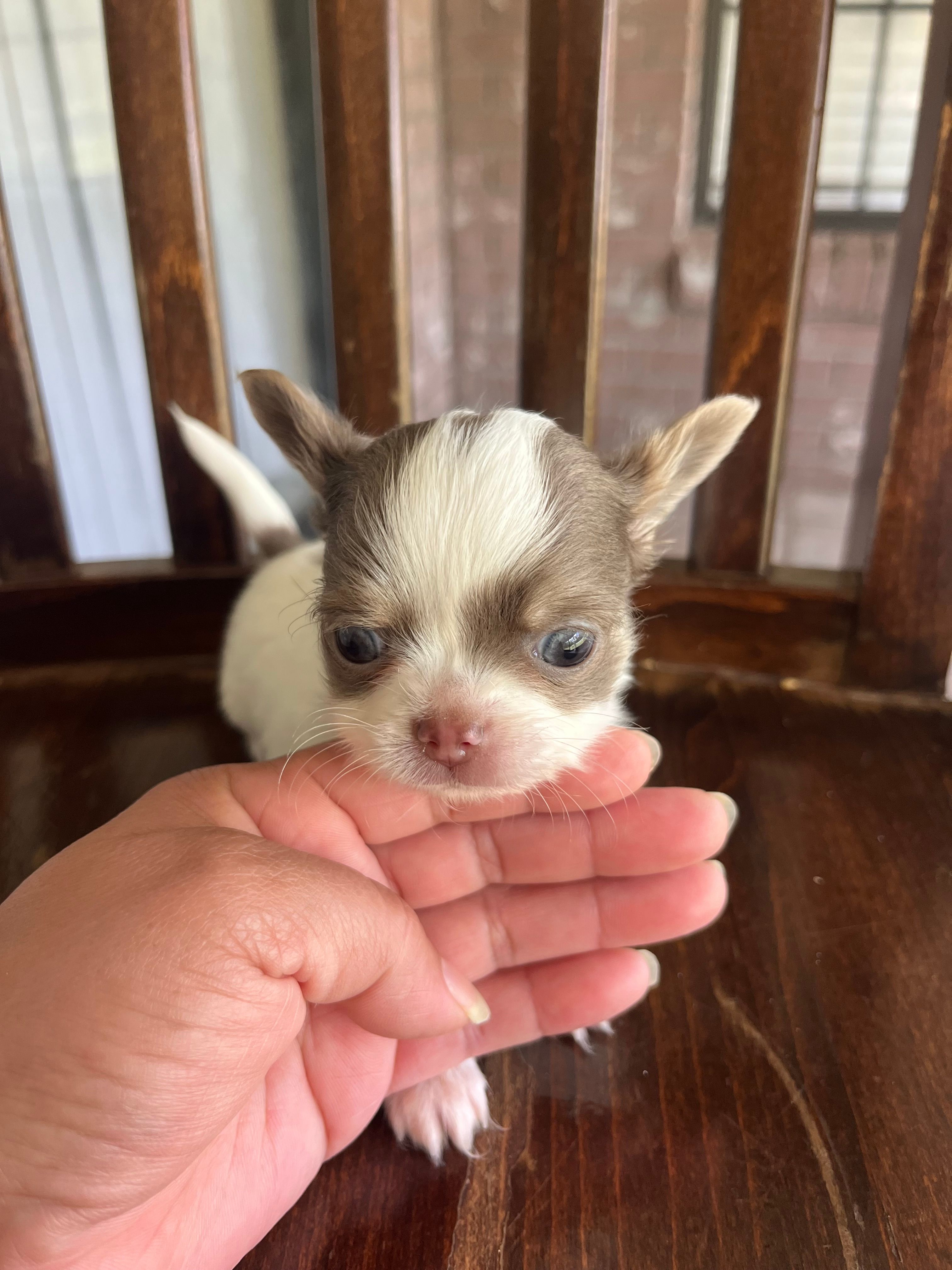 Pewee – Chihuahua puppy for sale in Plant City, FL