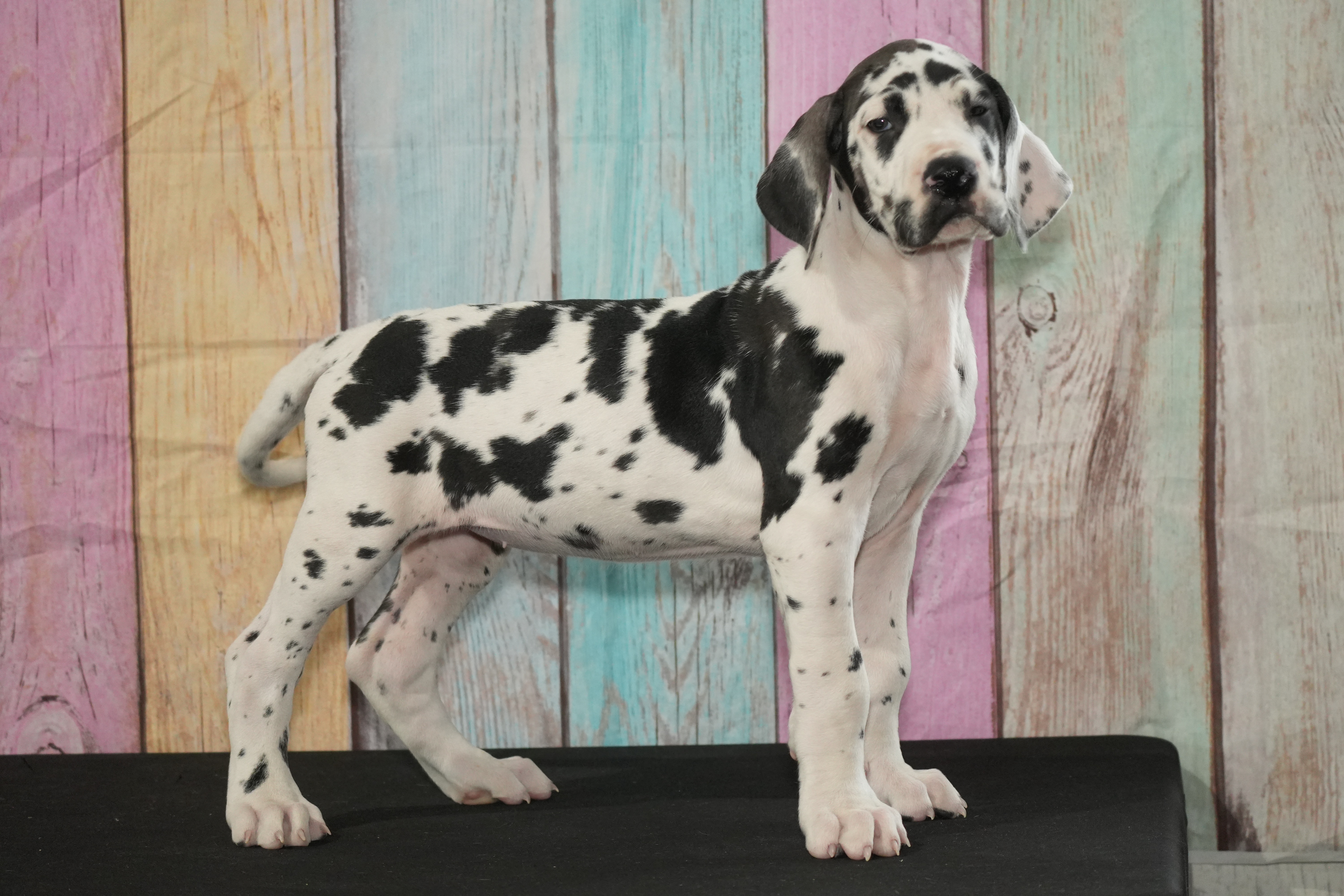 Dottie AKC Part Euro