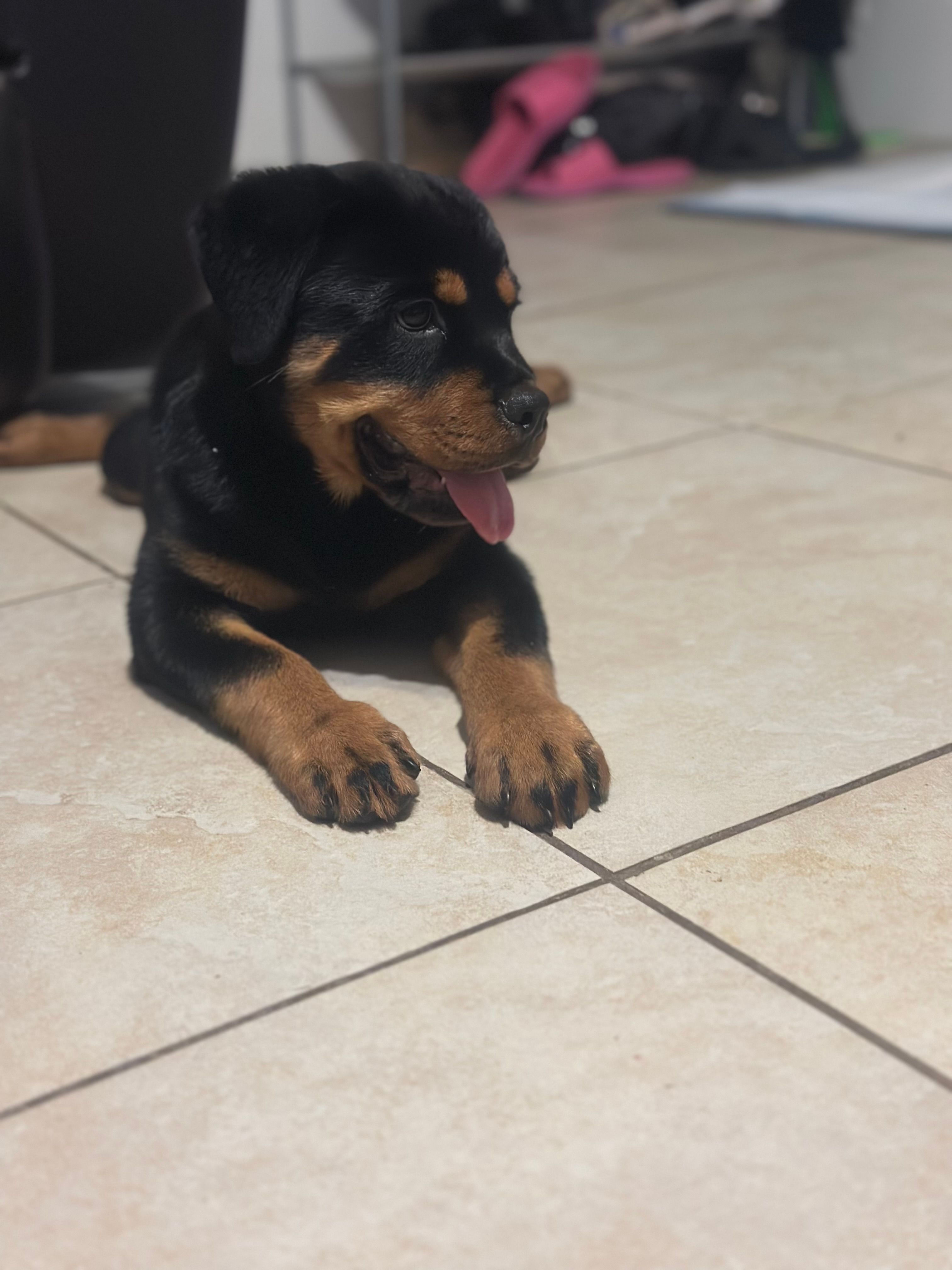 Roxy – Rottweiler puppy for sale in Lakeland, FL