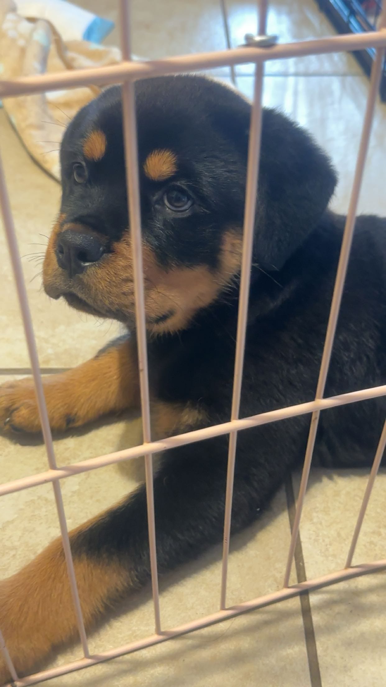 Mia (pinky) – Rottweiler puppy for sale in Lakeland, FL