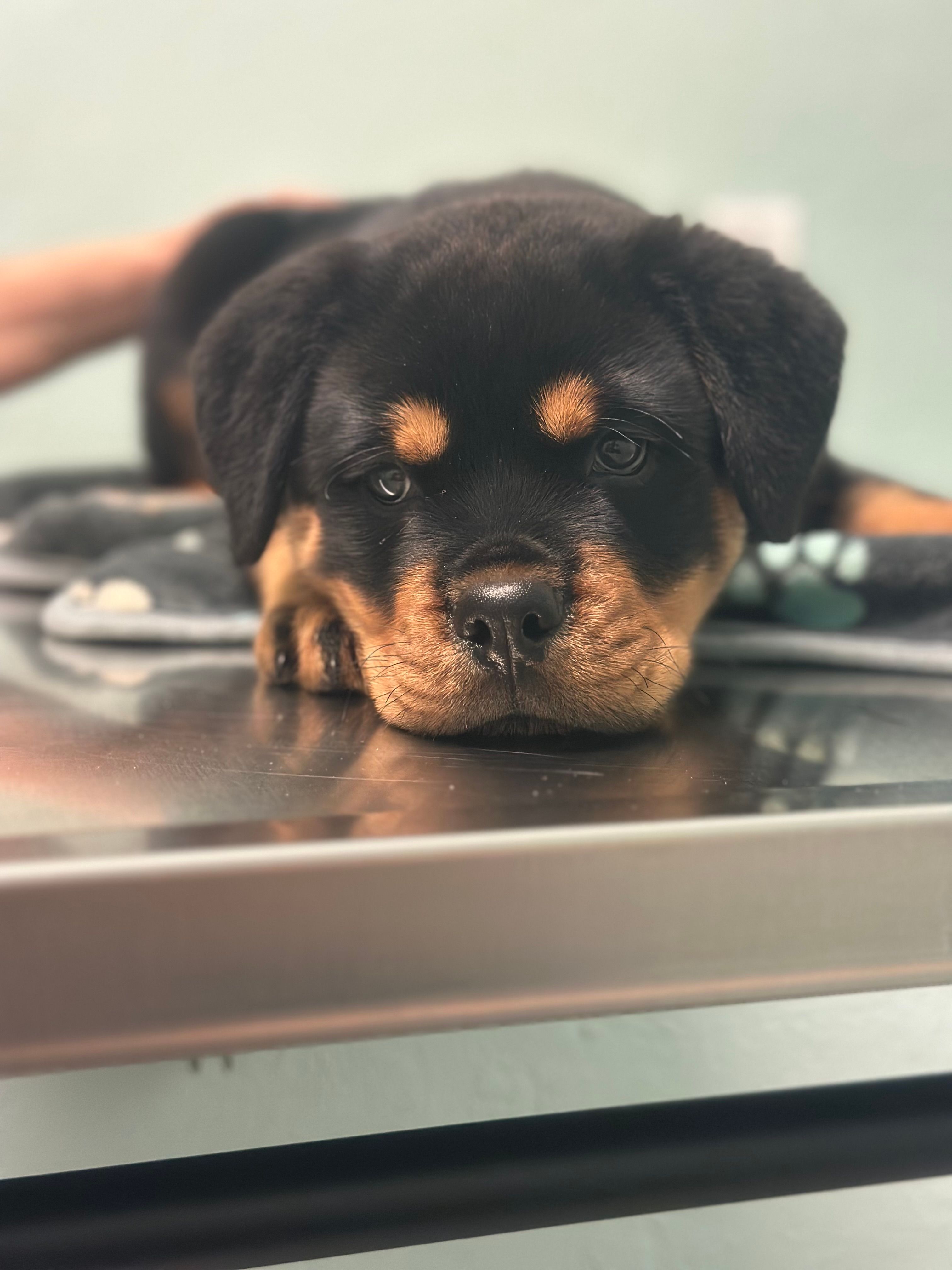 Mia – Rottweiler puppy for sale in Lakeland, FL