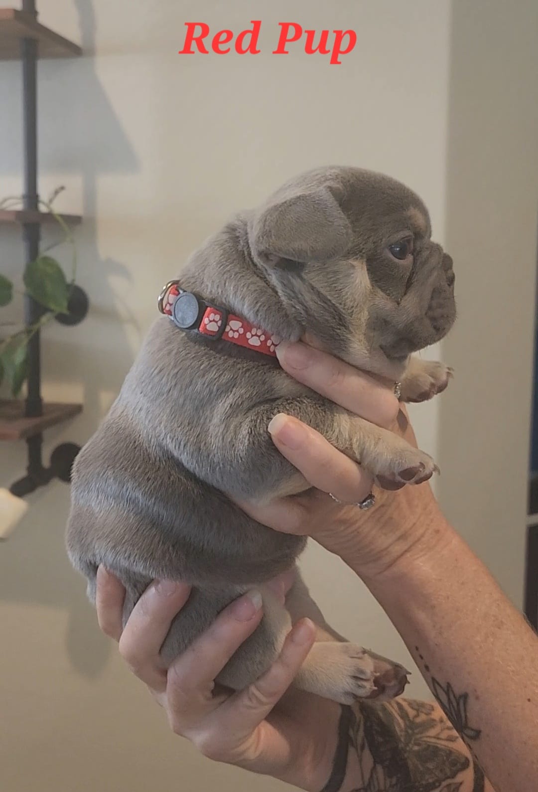 Red Pup – French Bulldog puppy for sale in Surprise, AZ
