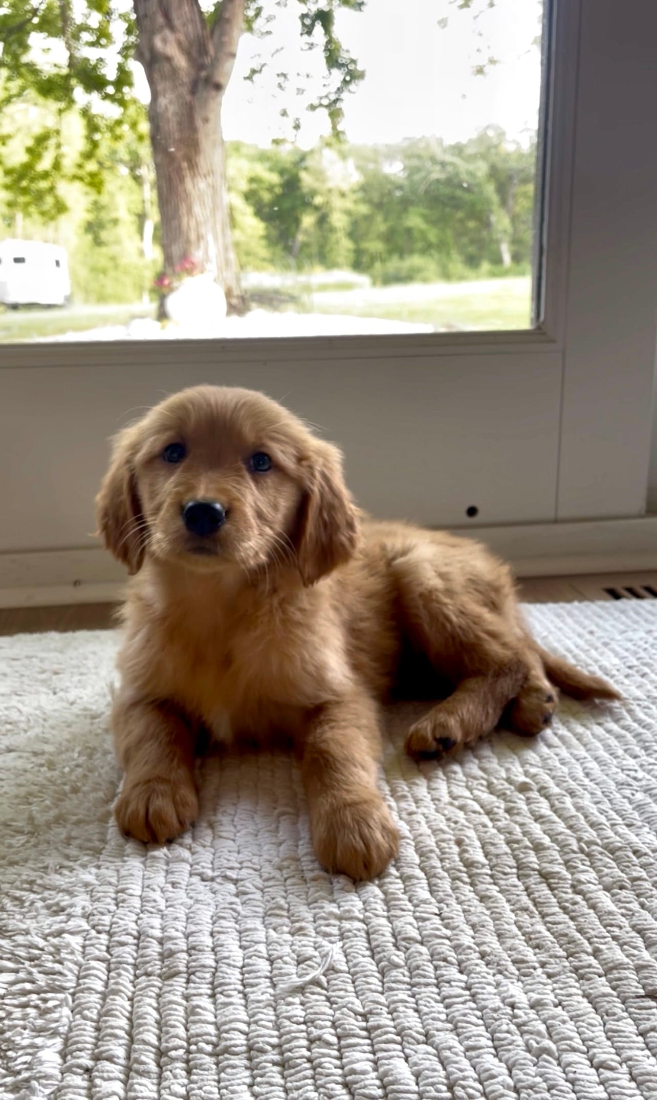 Molly  – Golden Retriever puppy for sale in Addison, IL