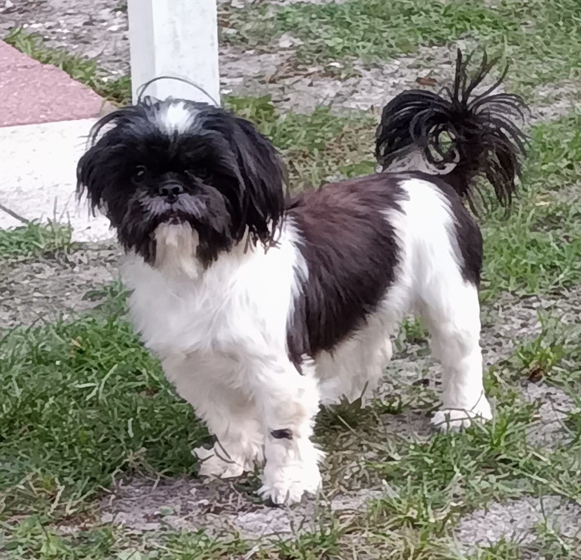 Oreo – Shih Tzu puppy for sale in Bonita Springs, FL