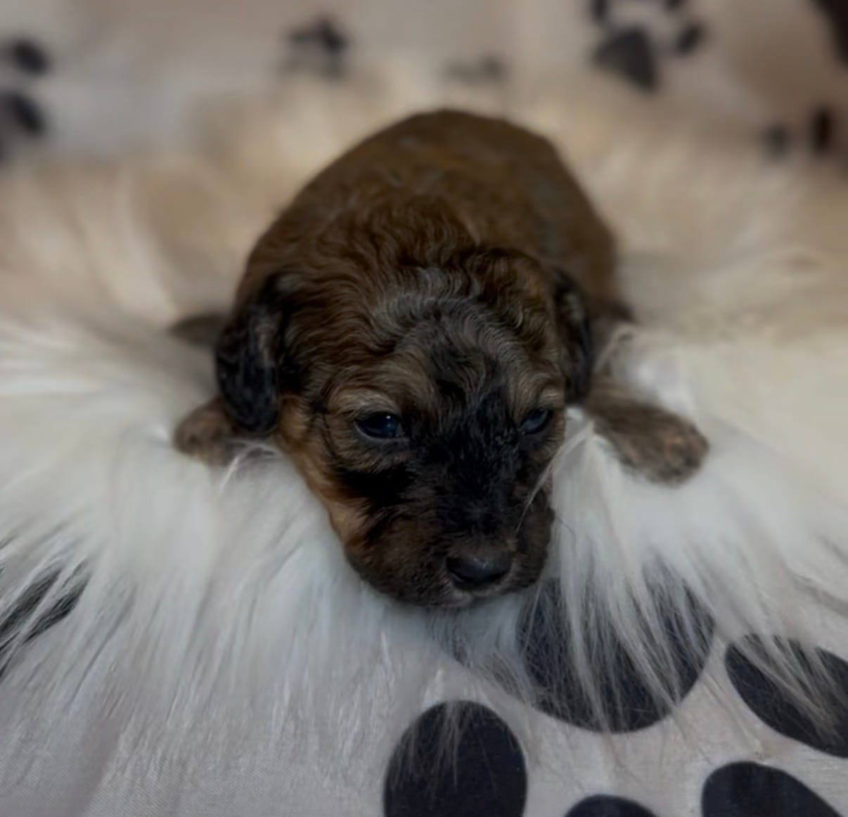 AKC Sable Rome  – Poodle - Toy  puppy for sale in New York City, NY