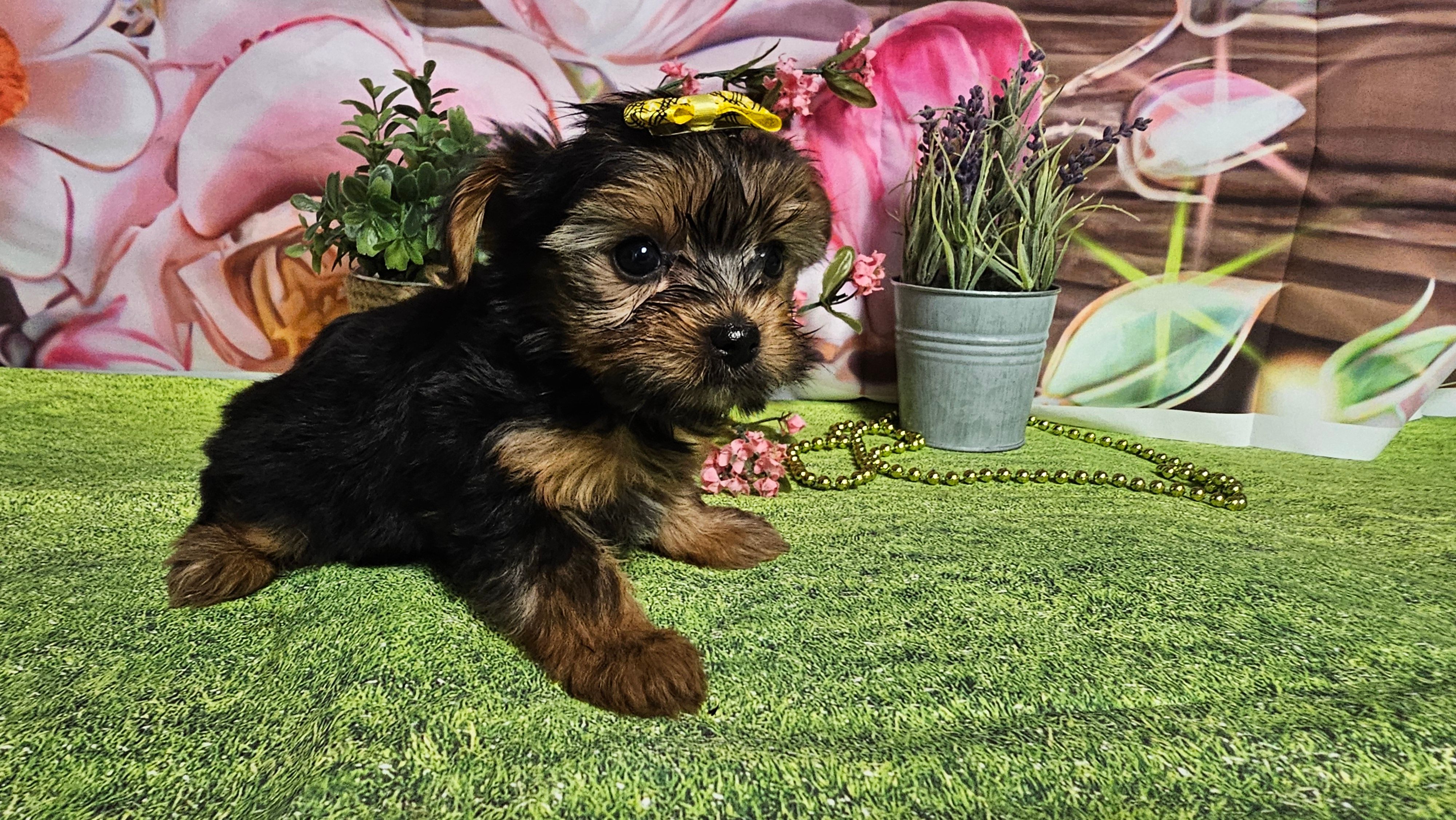 Rosalie – Yorkshire Terrier puppy for sale in Brighton, MO