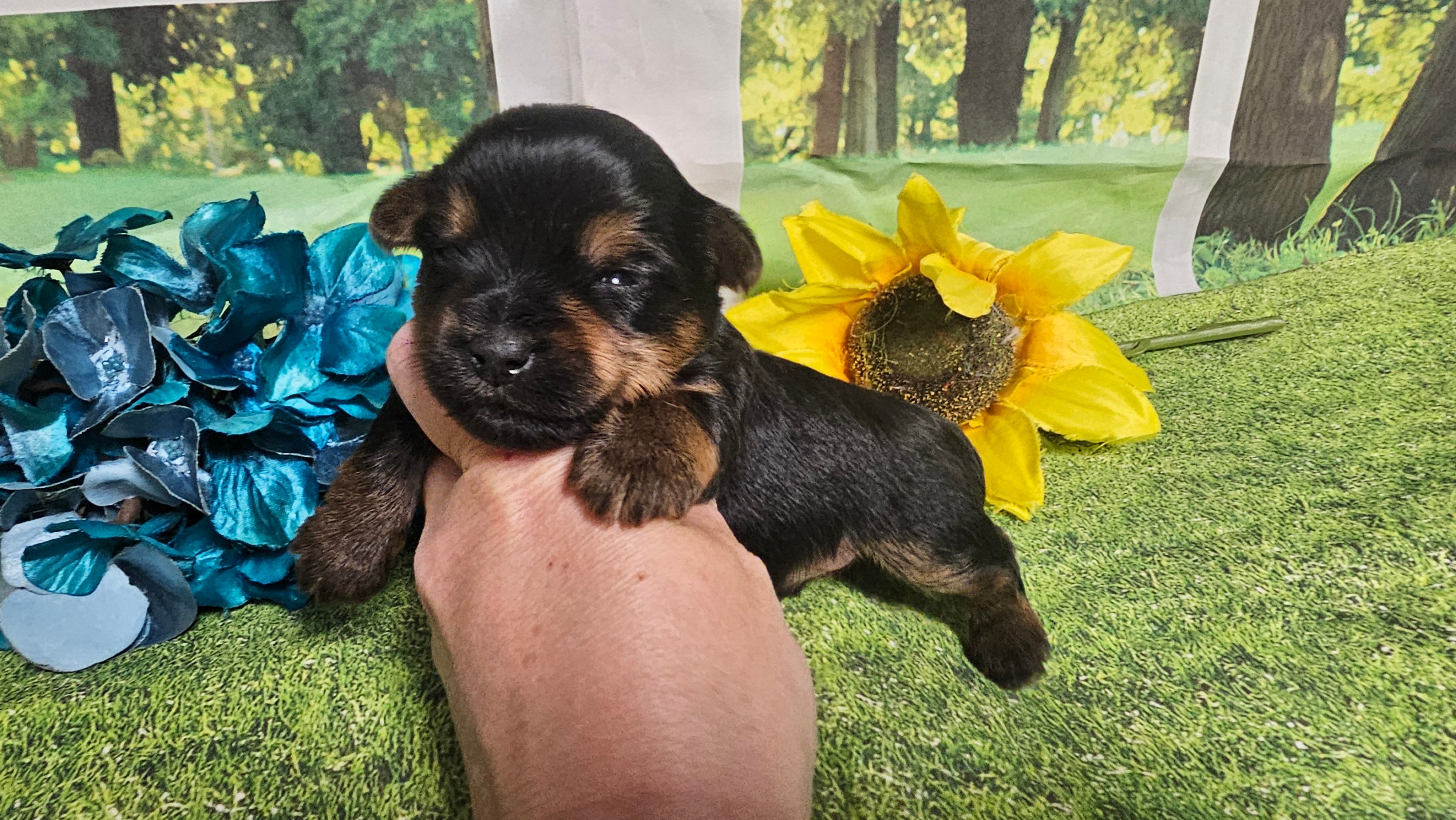 Cody – Yorkshire Terrier puppy for sale in Brighton, MO