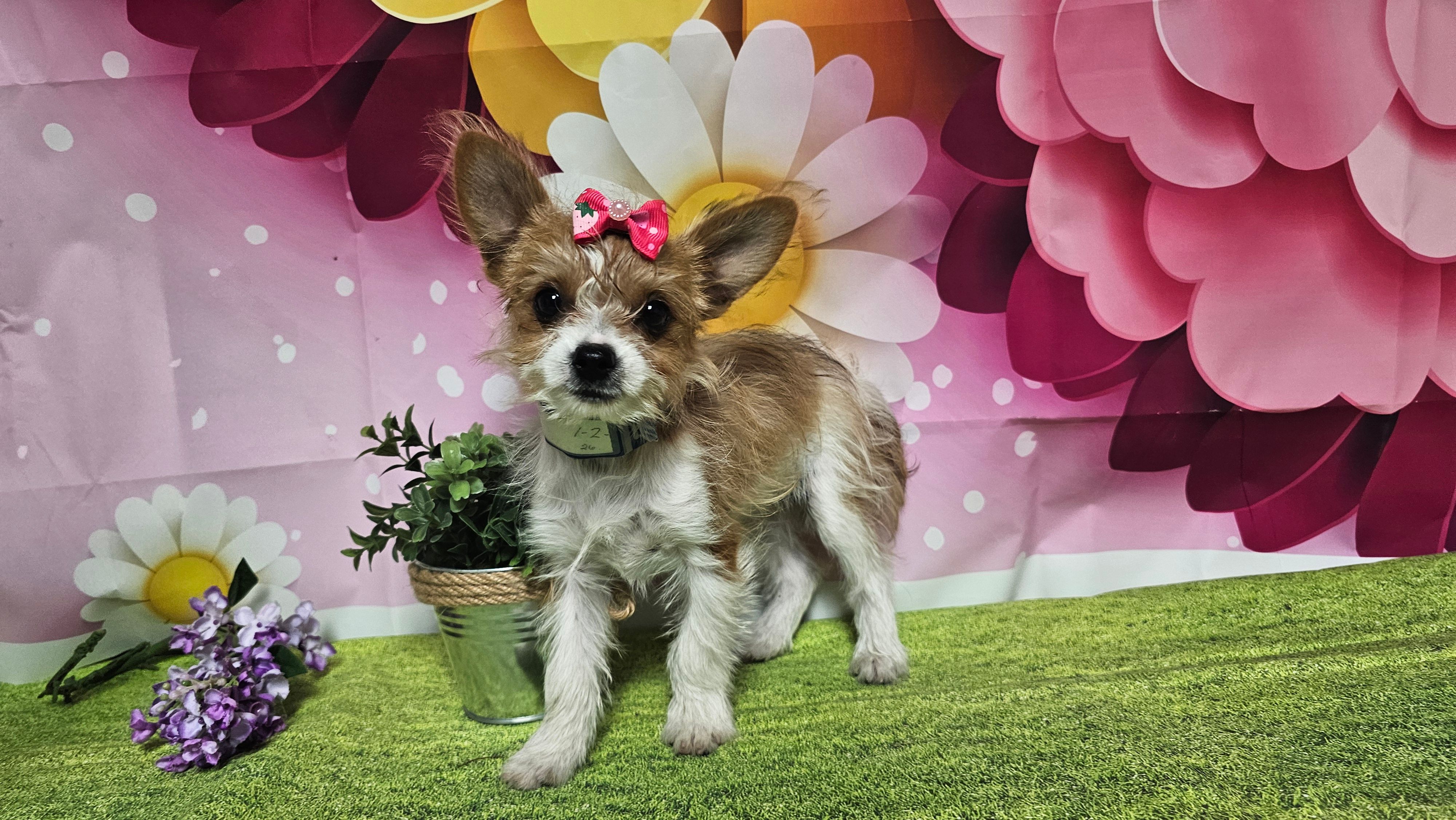 Goldie – Yorkshire Terrier puppy for sale in Brighton, MO