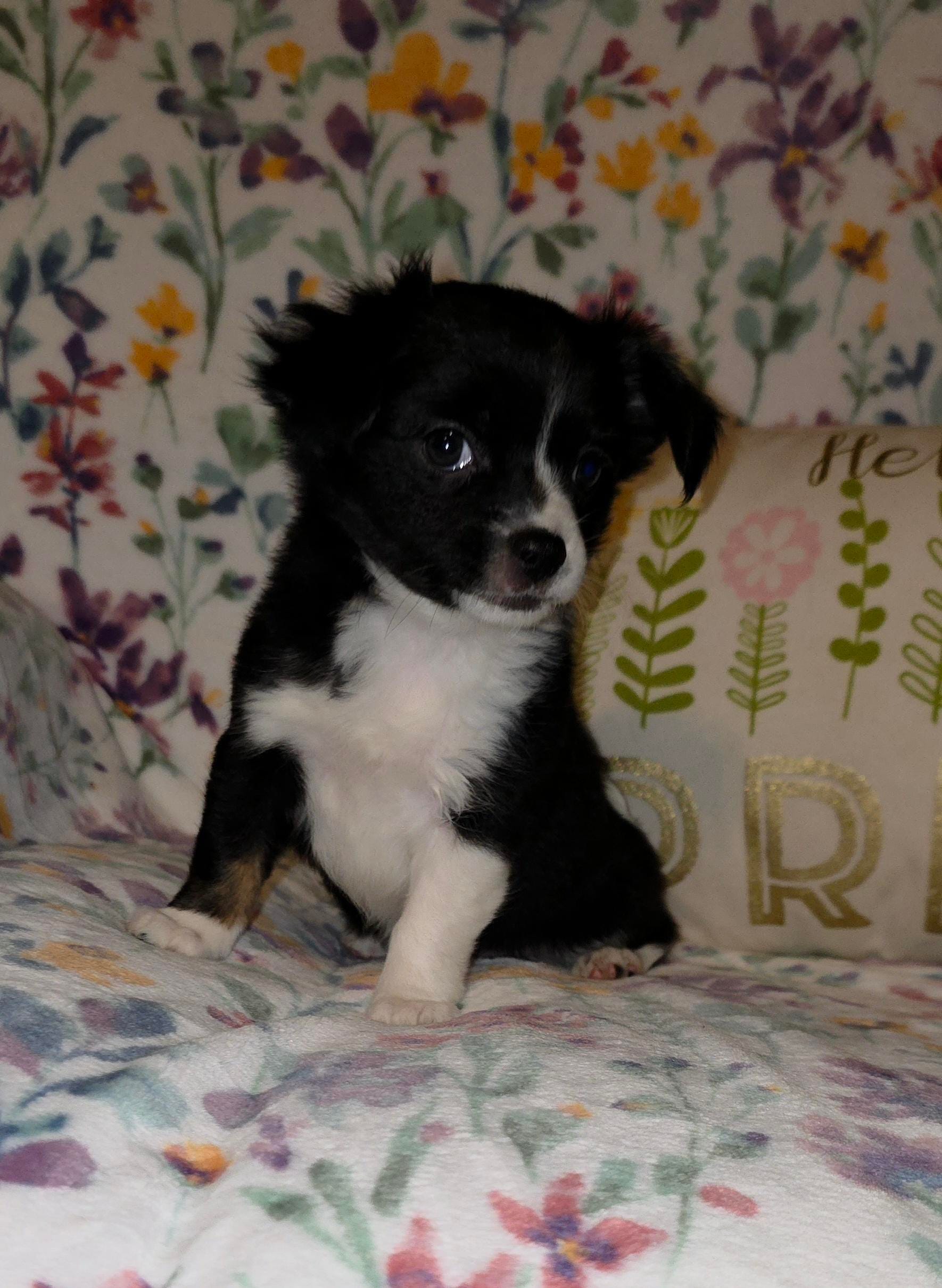 Posie – Chihuahua puppy for sale in Oronogo, MO