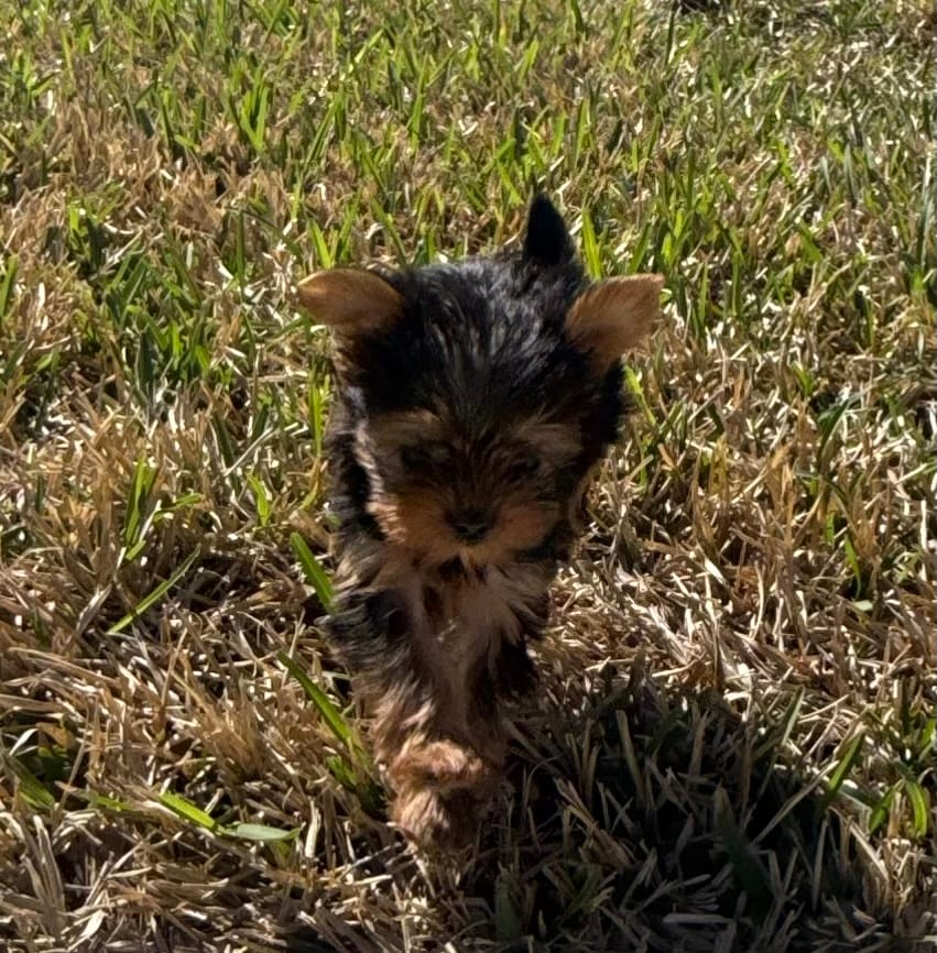 Pint – Yorkshire Terrier puppy for sale in Killeen, TX