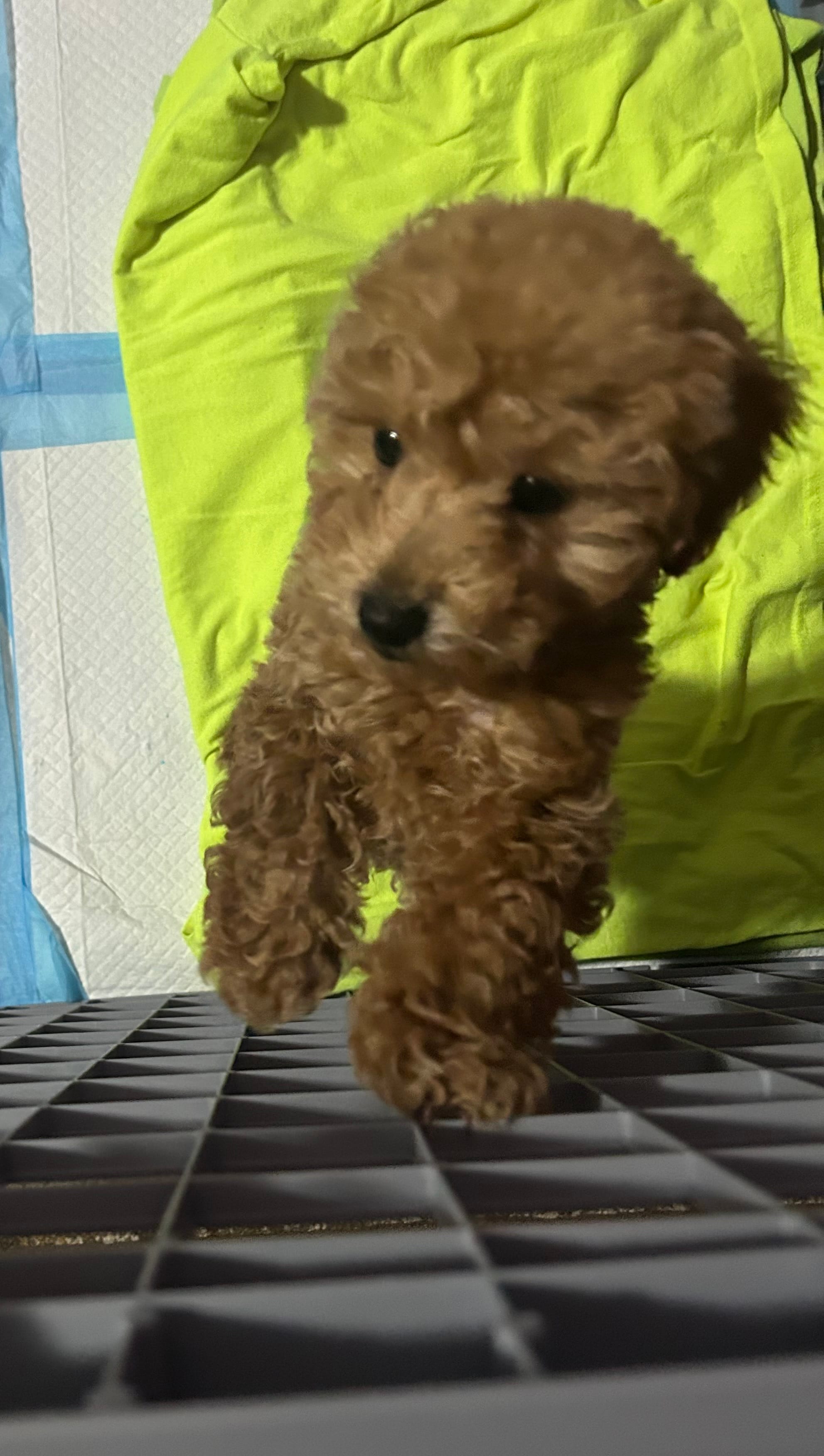 Rocky  – Poodle - Toy  puppy for sale in Oxon Hill, MD