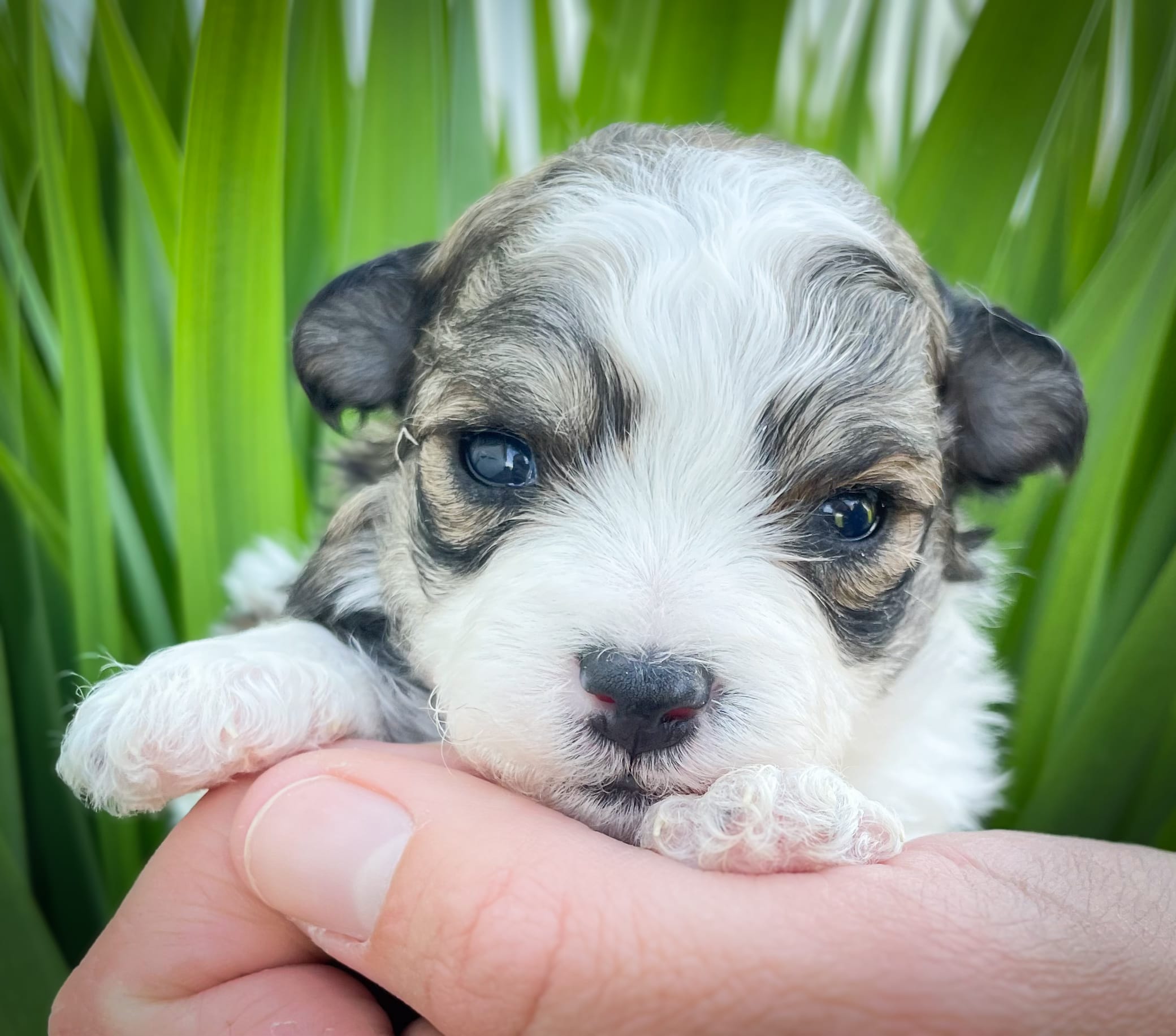 Louie – Shichon puppy for sale in Fairbank, IA
