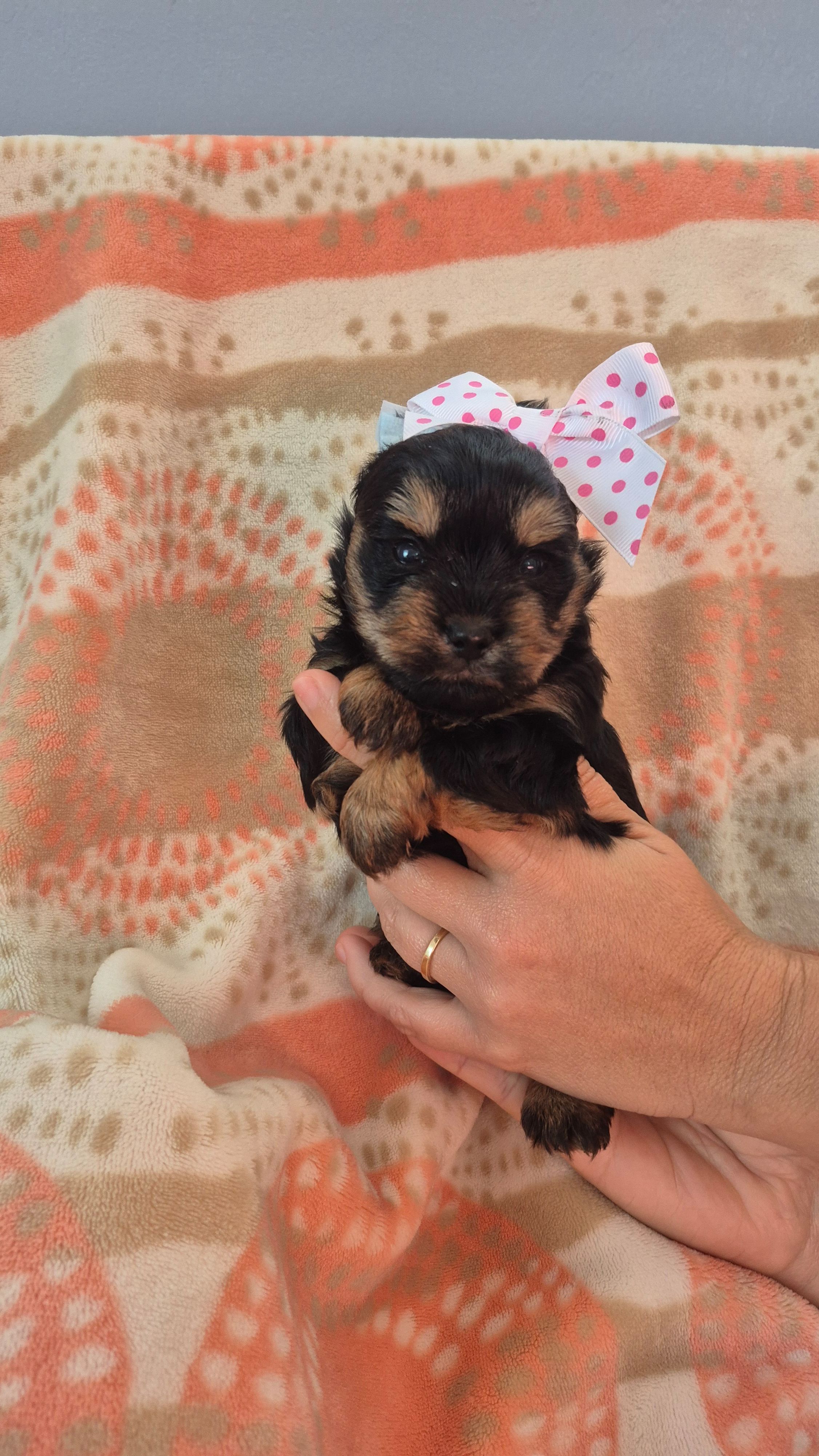 Dots – Yorkshire Terrier puppy for sale in Fort Myers Beach, FL