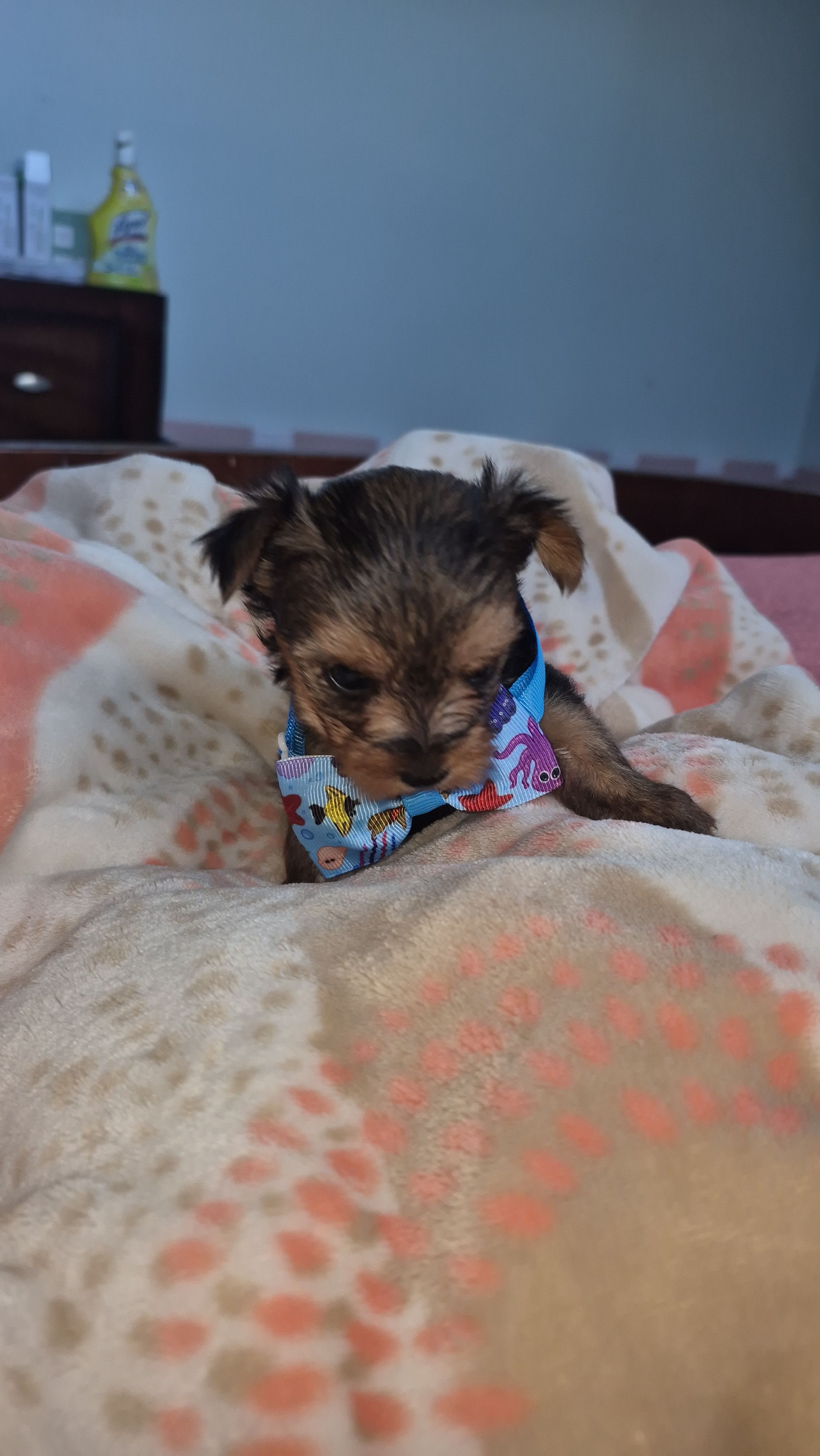 Tiny, a male Yorkshire Terrier for sale in Fort Myers Beach, FL – Photo 2 of 2