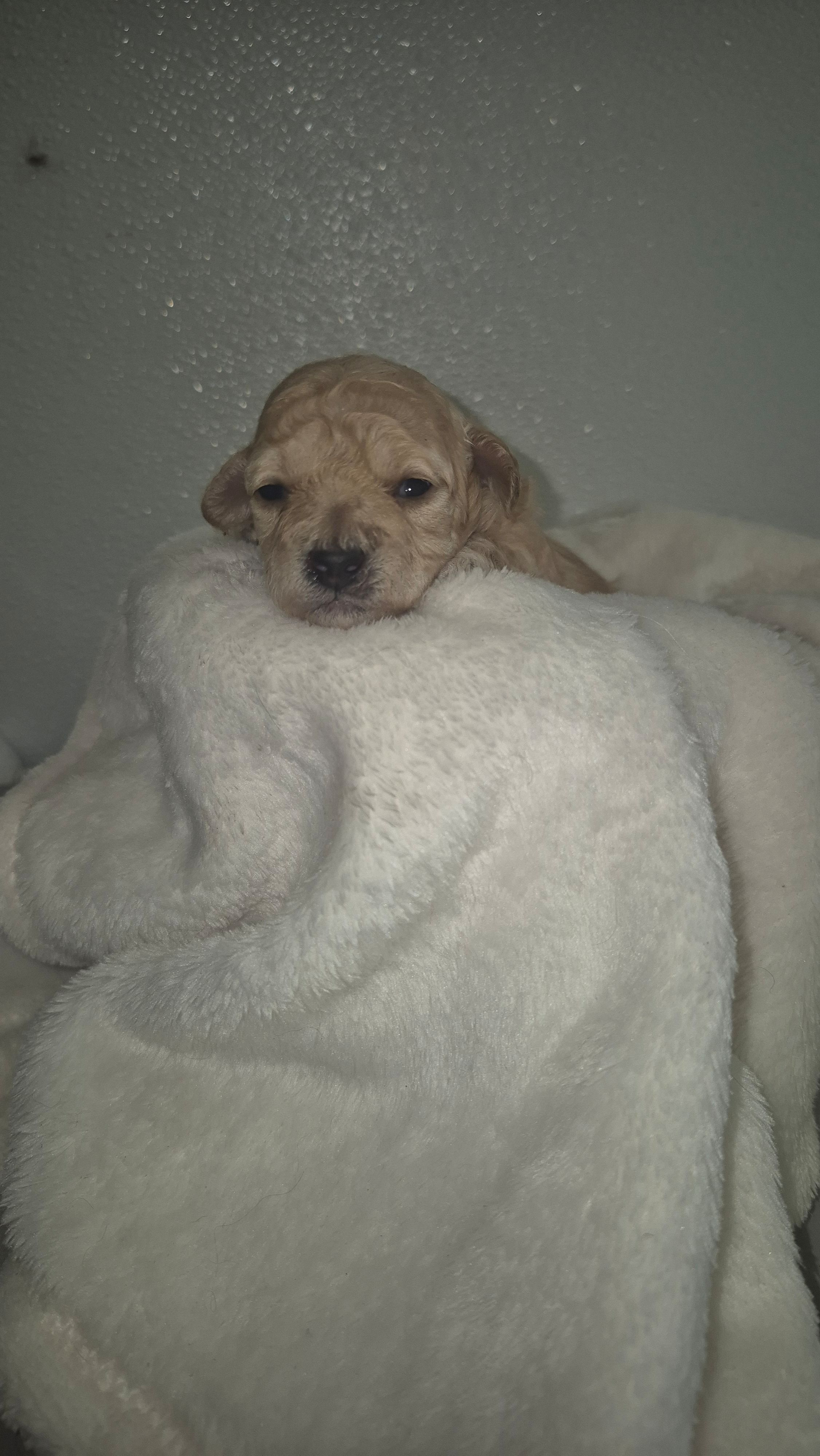 Pink toy, a female Poodle - Toy  for sale in Fort Myers Beach, FL – 2 of 2