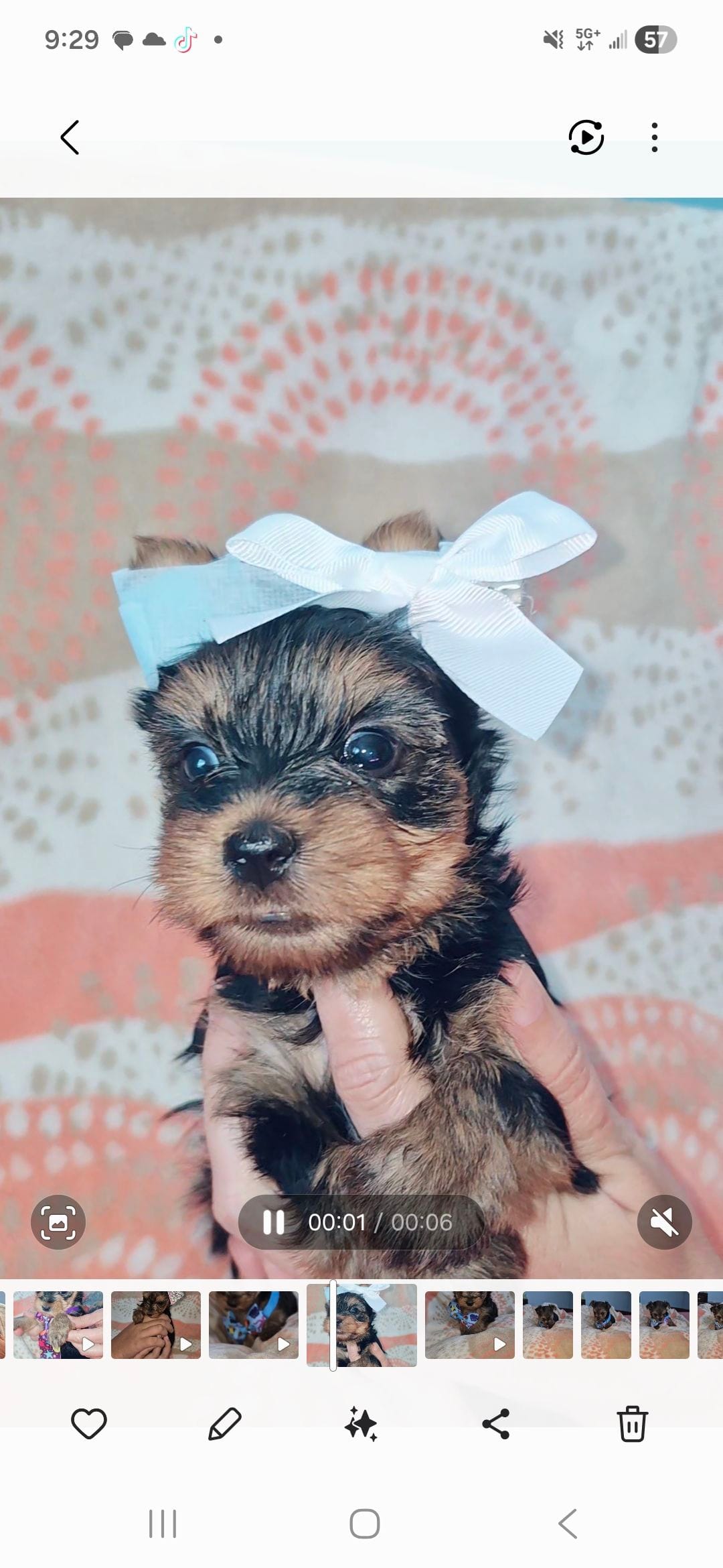 Sue – Yorkshire Terrier puppy for sale in Fort Myers Beach, FL