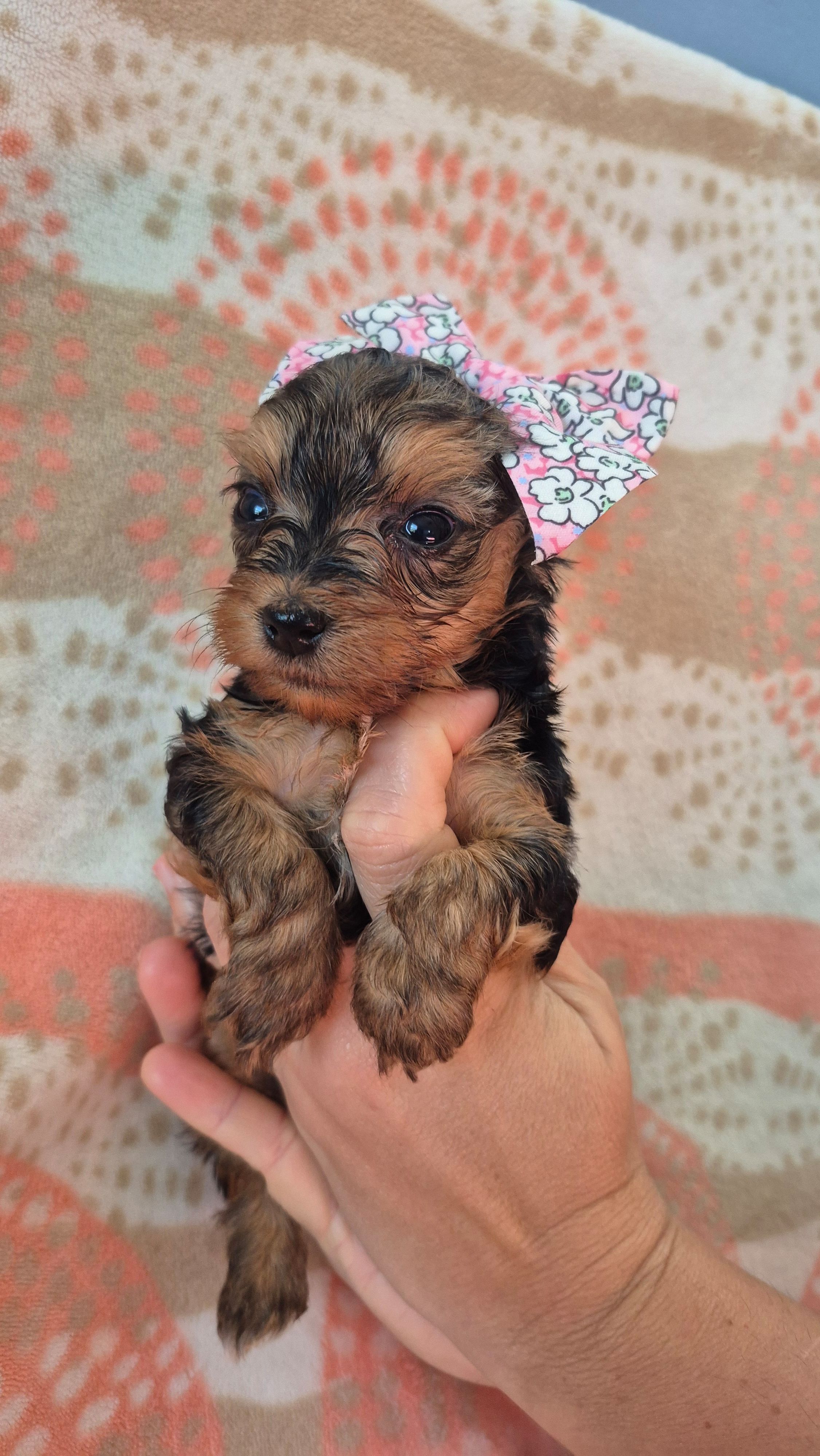Linda – Yorkshire Terrier puppy for sale in Fort Myers Beach, FL