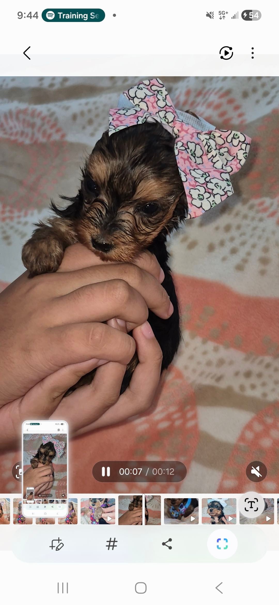 Tiny pink – Yorkshire Terrier puppy for sale in Fort Myers Beach, FL