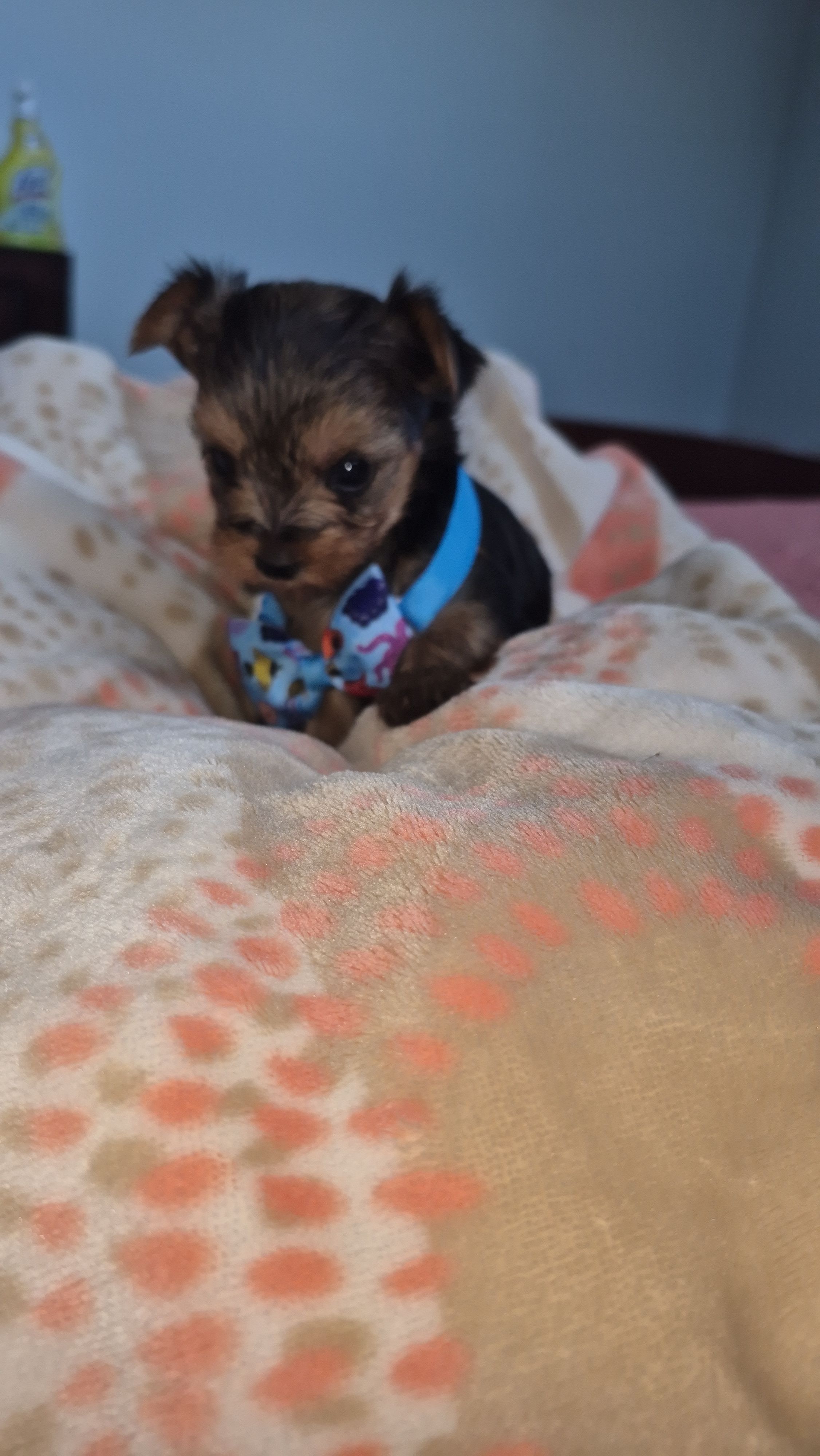 Tiny – Yorkshire Terrier puppy for sale in Fort Myers Beach, FL