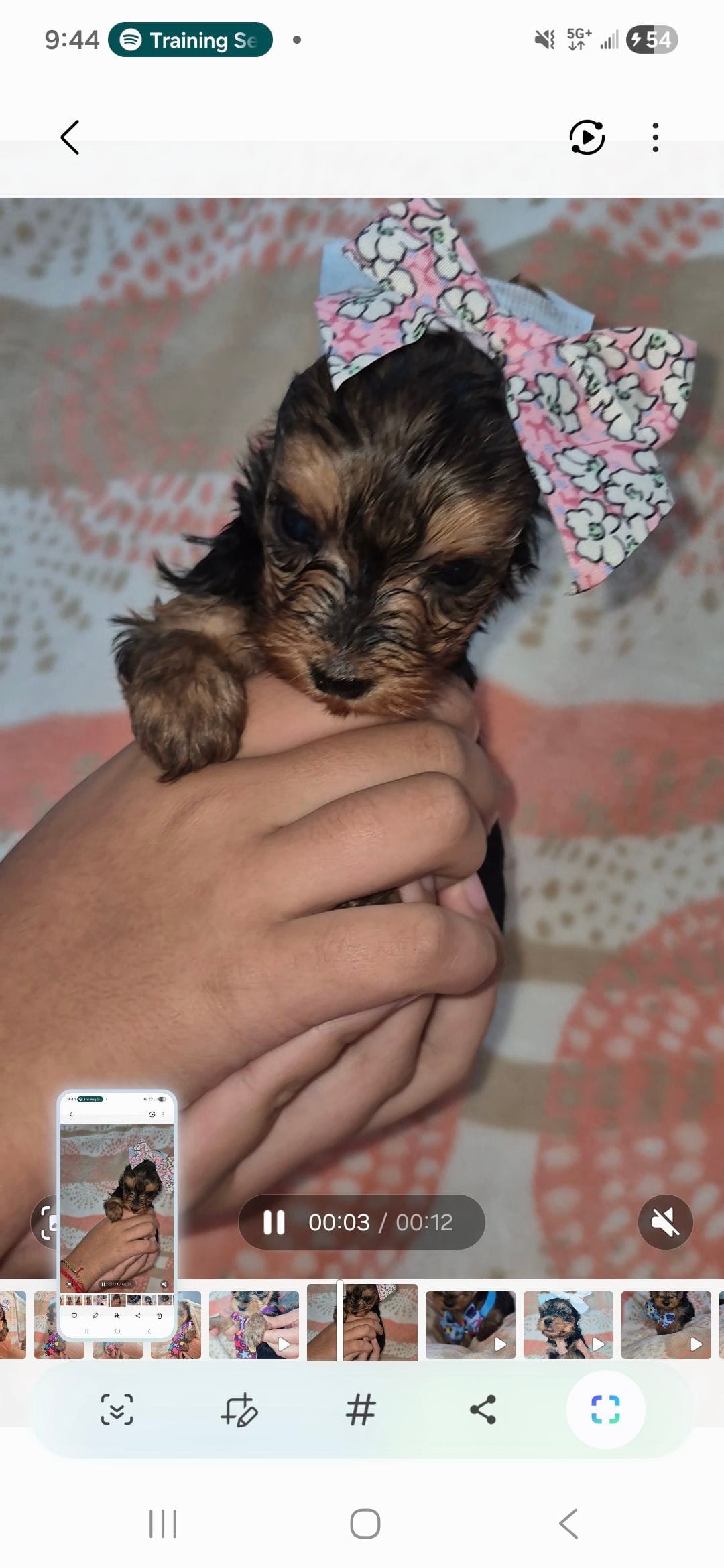 Tiny pink, a female Yorkshire Terrier for sale in Fort Myers Beach, FL – Photo 2 of 3
