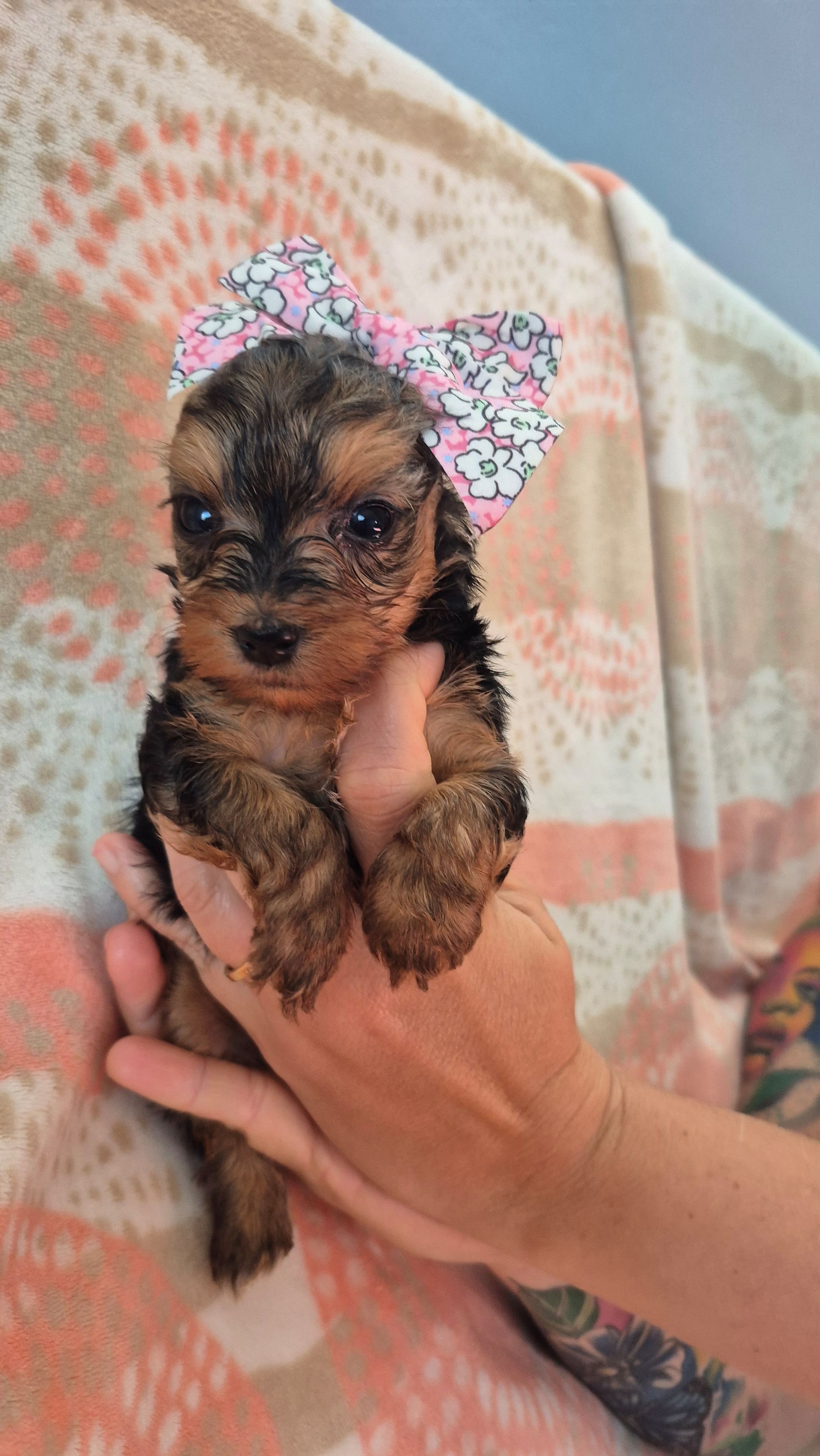 Linda, a female Yorkshire Terrier for sale in Fort Myers Beach, FL – Photo 2 of 2