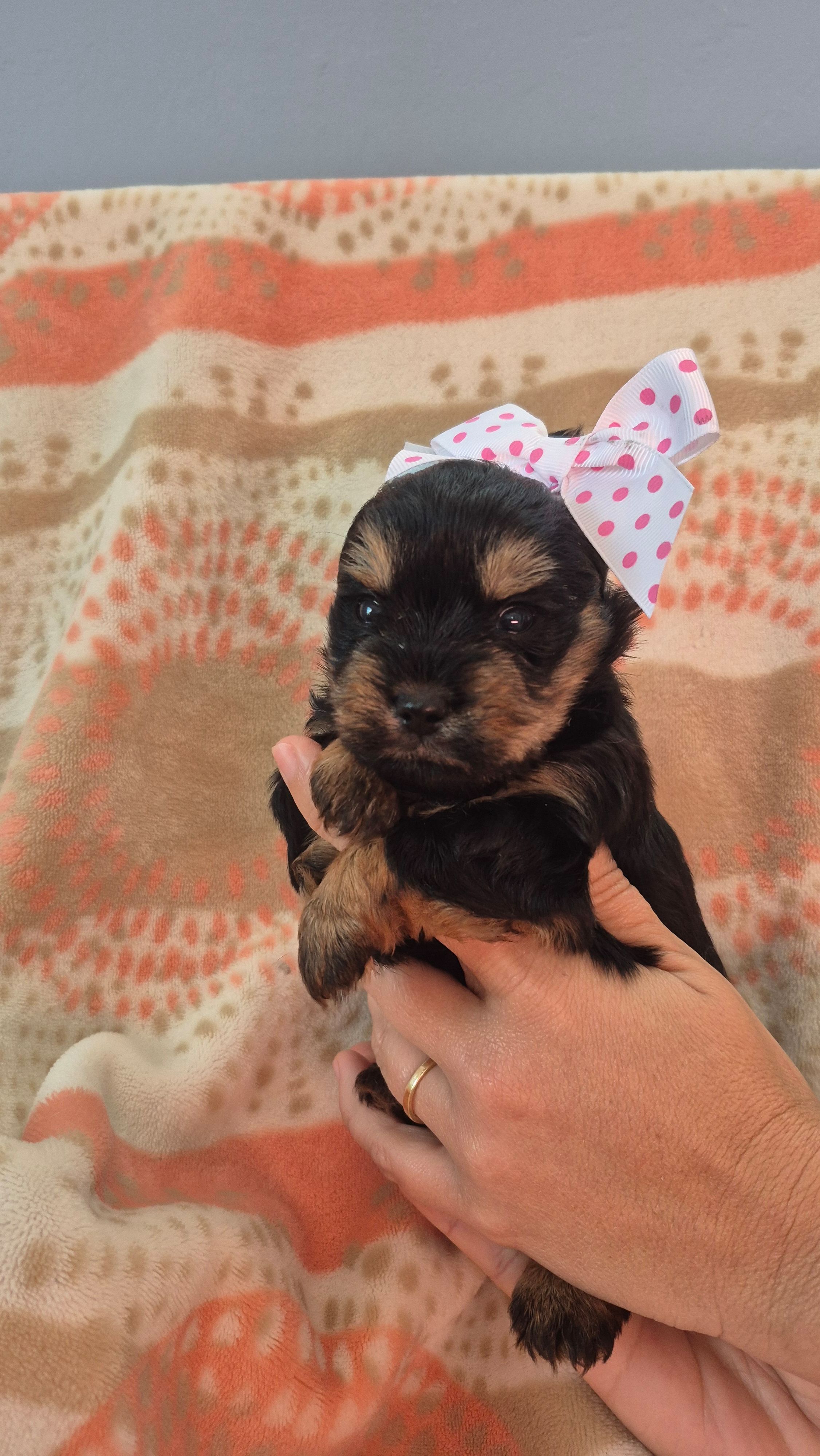 Dots, a female Yorkshire Terrier for sale in Fort Myers Beach, FL – Photo 2 of 2