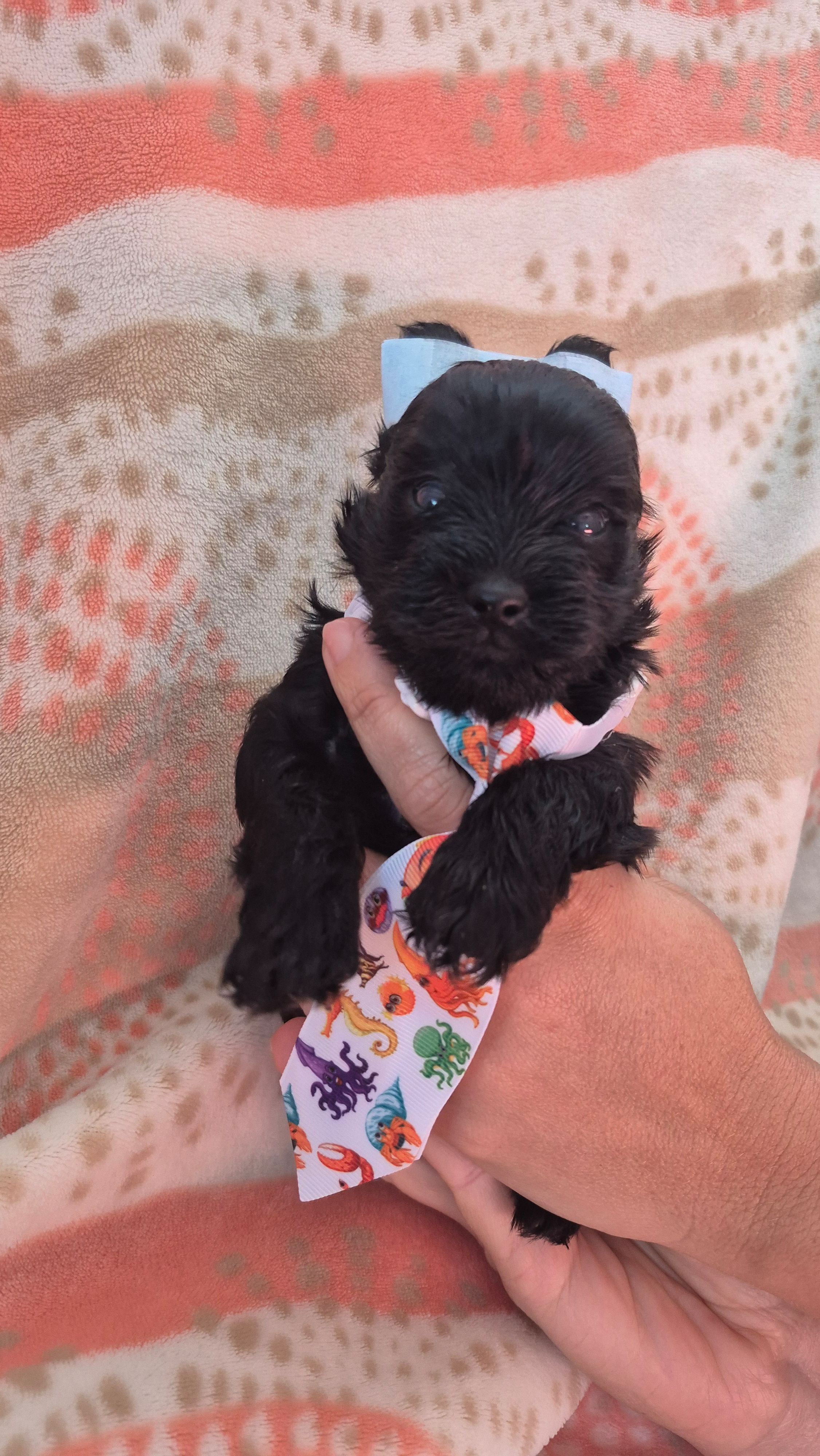 Peter, a male Yorkshire Terrier for sale in Fort Myers Beach, FL – Photo 2 of 2