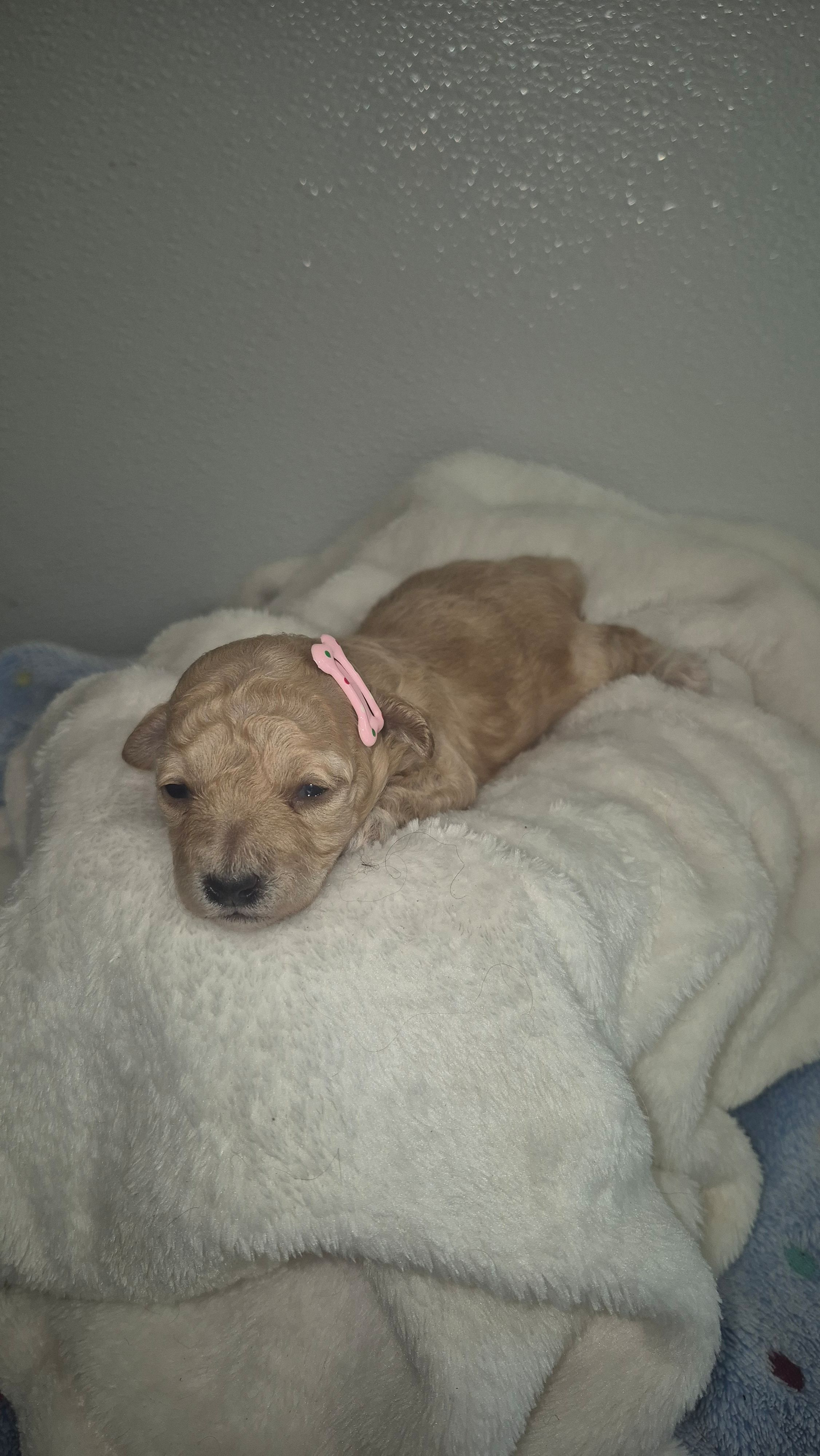 Pink toy – Poodle - Toy  puppy for sale in Fort Myers Beach, FL
