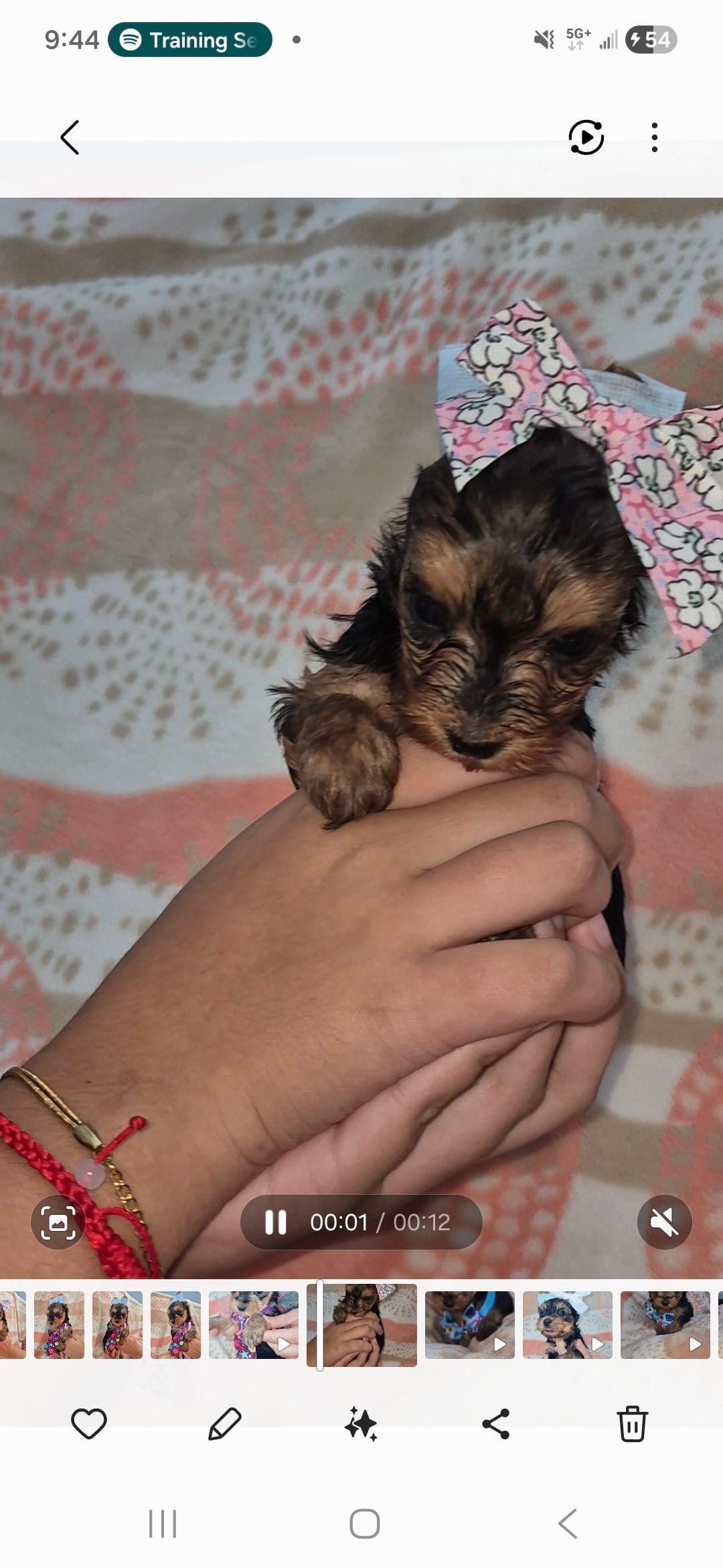 Tiny pink, a female Yorkshire Terrier for sale in Fort Myers Beach, FL – Photo 3 of 3
