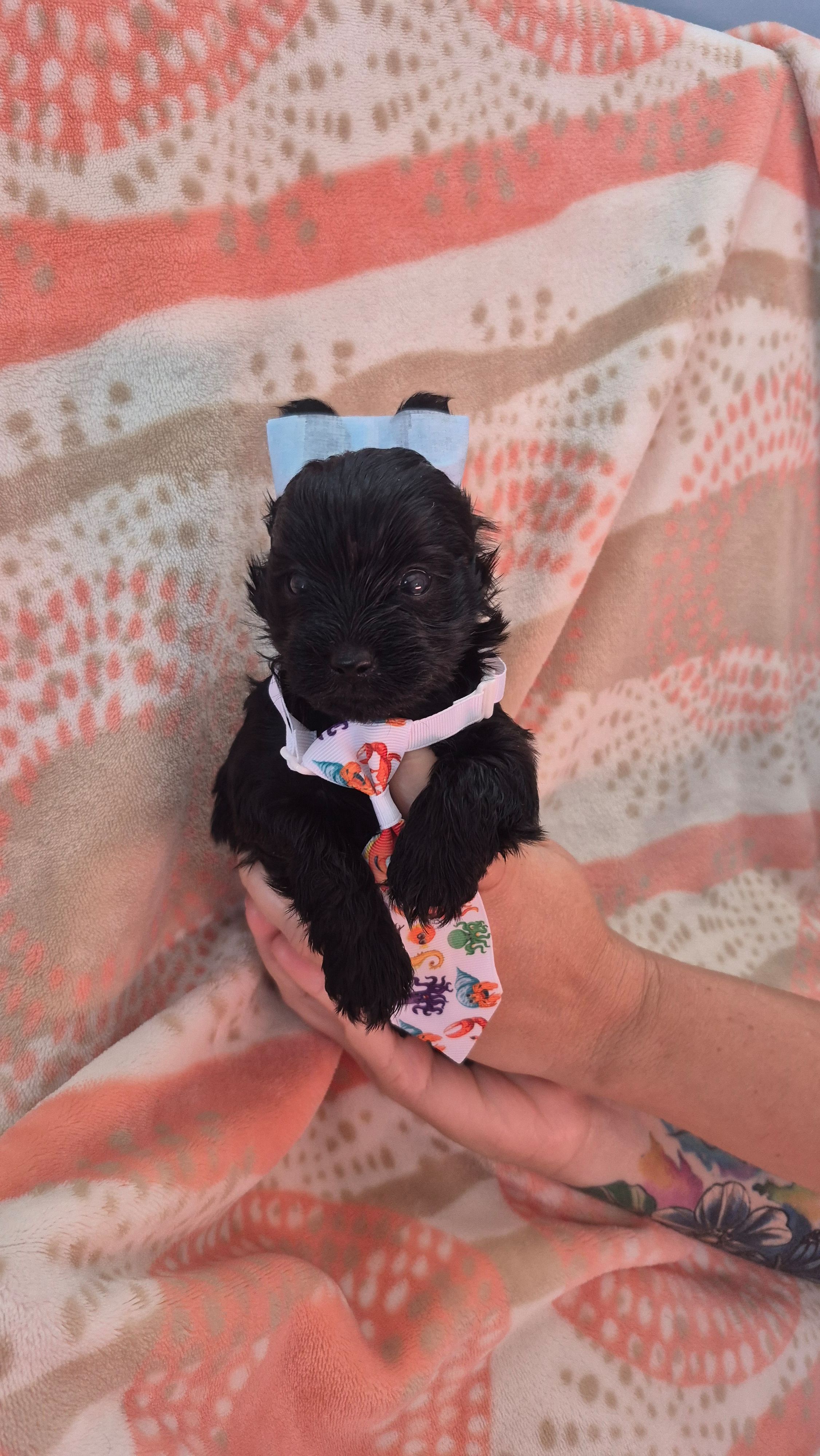 Peter – Yorkshire Terrier puppy for sale in Fort Myers Beach, FL