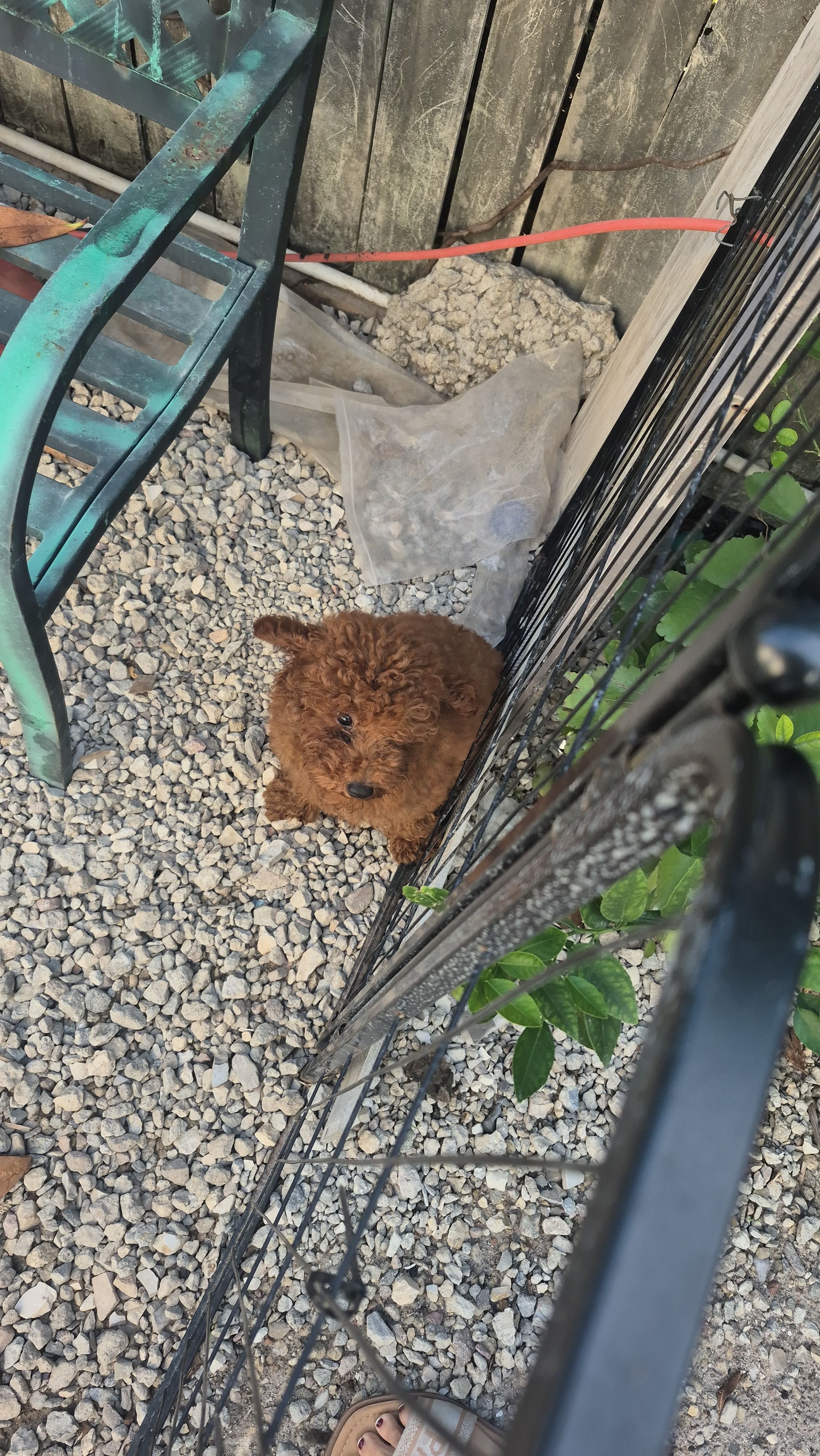 Red – Poodle - Toy  puppy for sale in Fort Myers Beach, FL