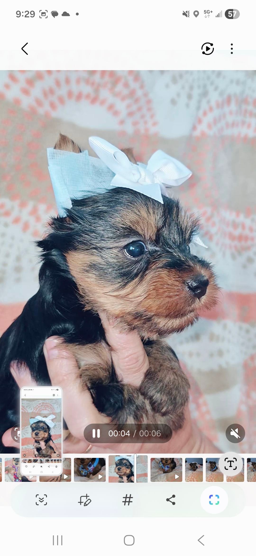 Sue, a female Yorkshire Terrier for sale in Fort Myers Beach, FL – Photo 2 of 2
