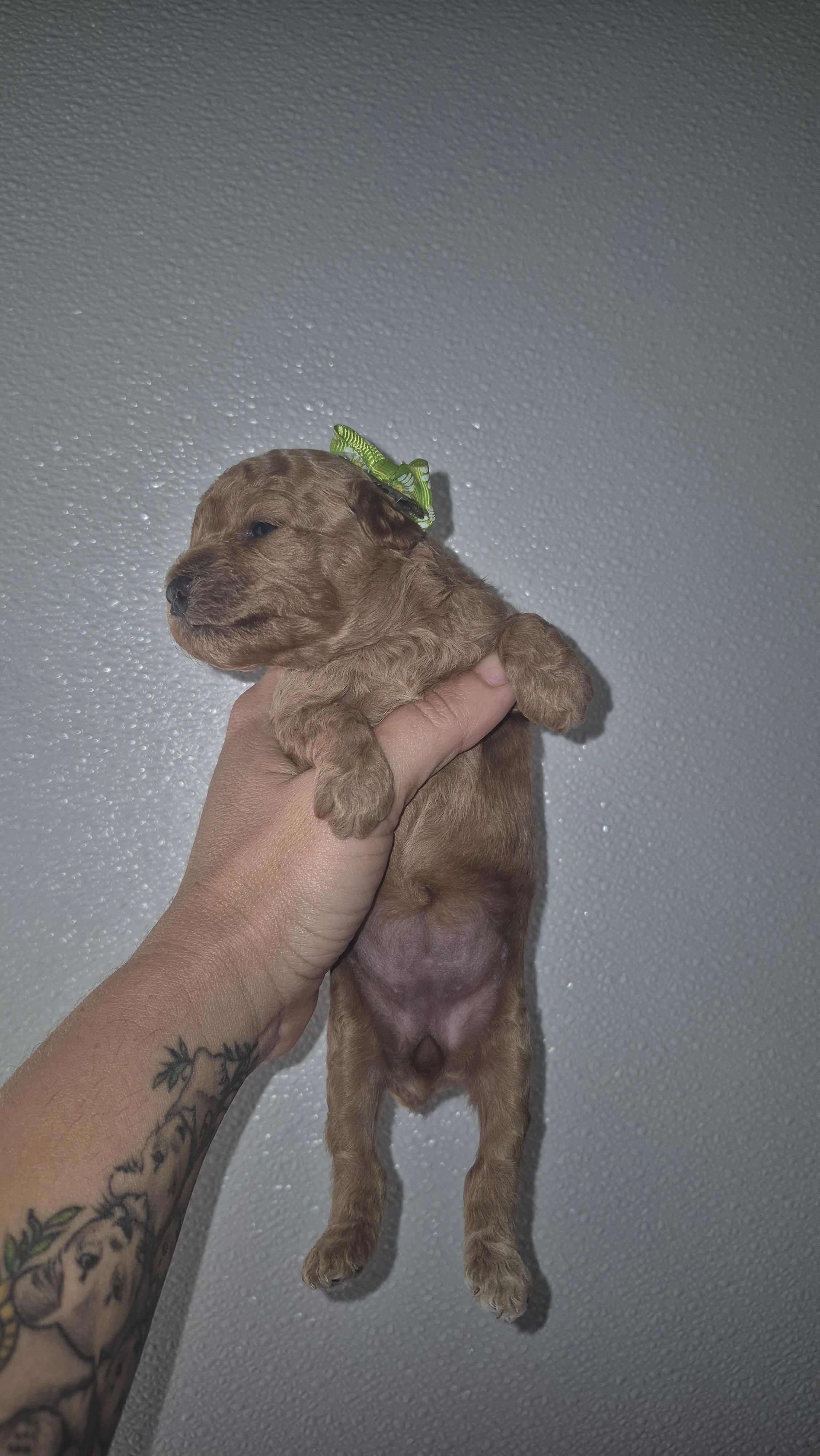 Green – Poodle - Toy  puppy for sale in Fort Myers Beach, FL