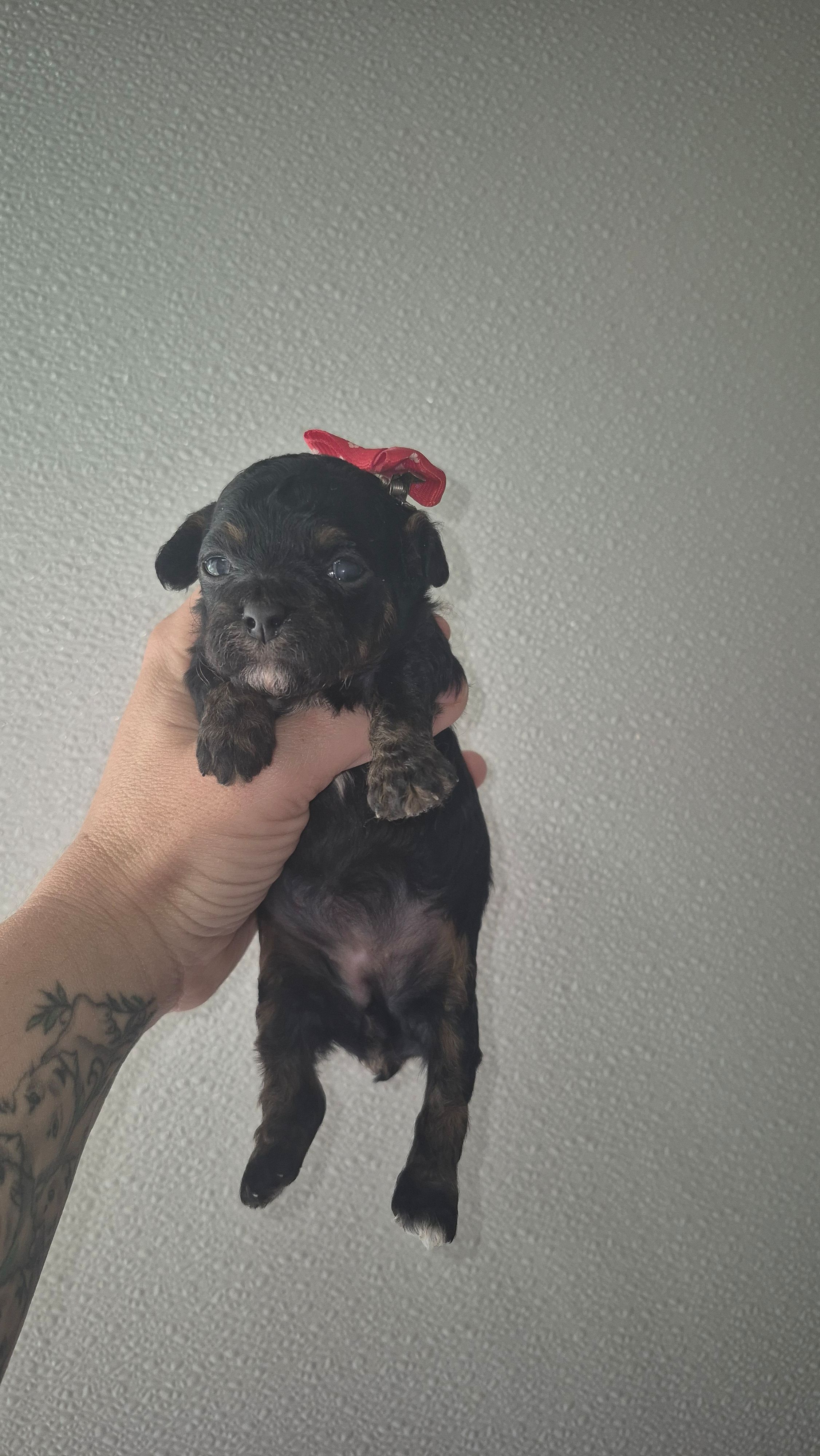 Phantom girl – Poodle - Toy  puppy for sale in Fort Myers Beach, FL