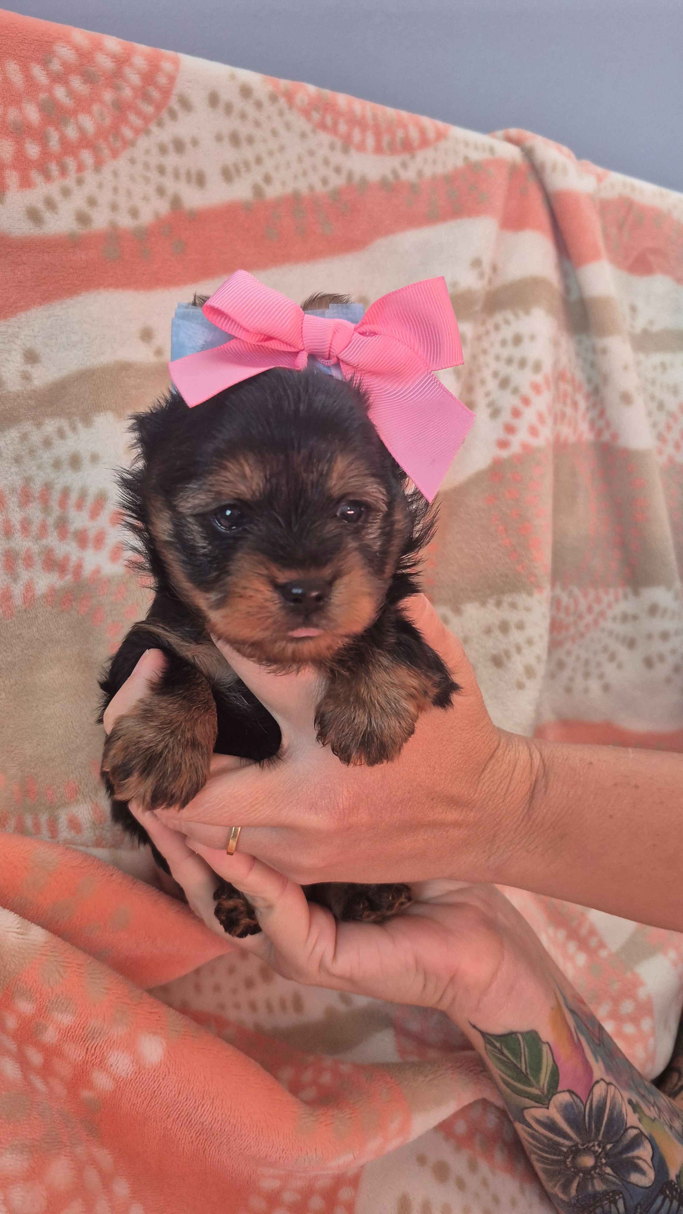 Pinky – Yorkshire Terrier puppy for sale in Fort Myers Beach, FL