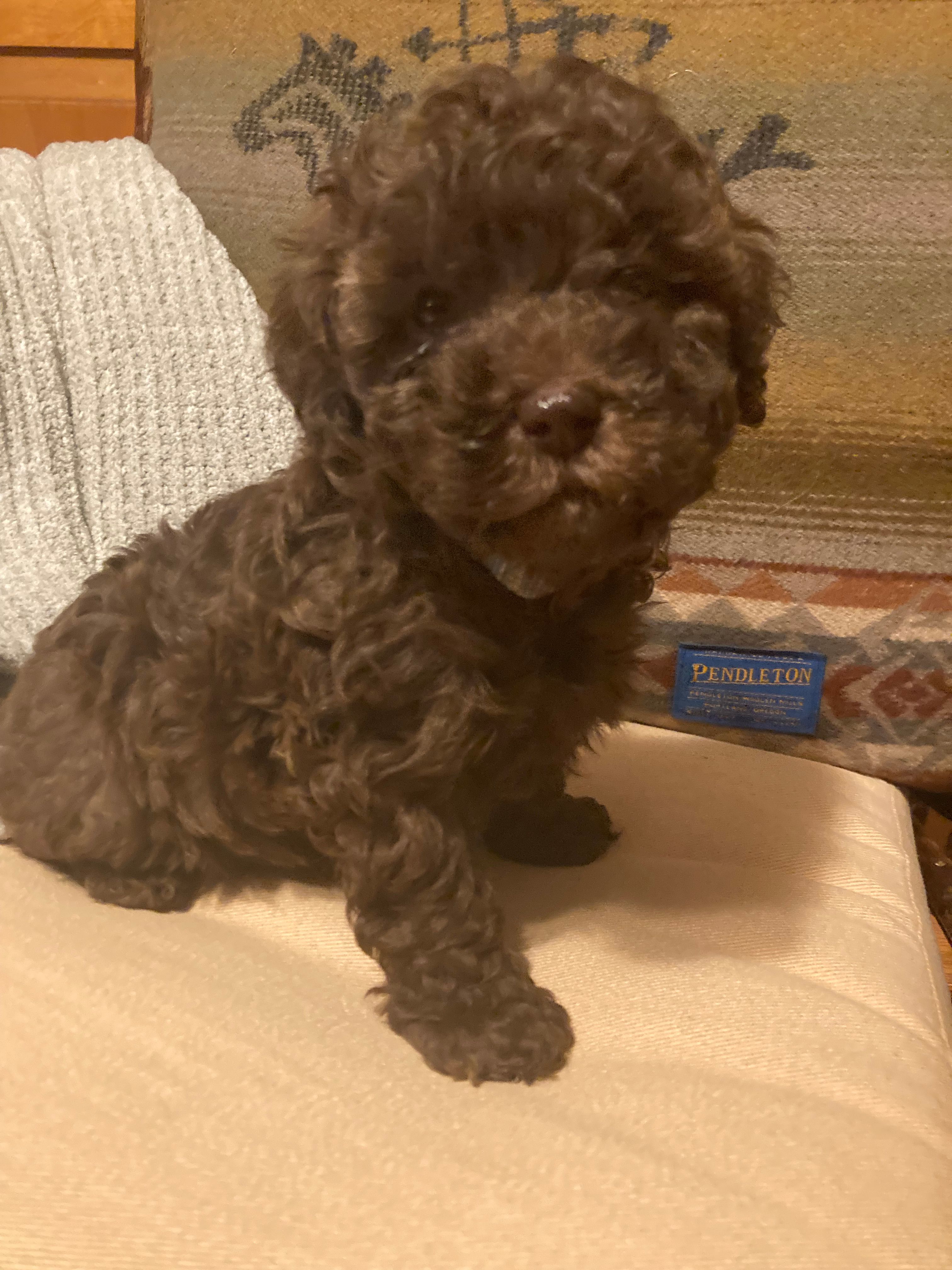 Monique – Poodle - Toy  puppy for sale in Smiths Grove, KY
