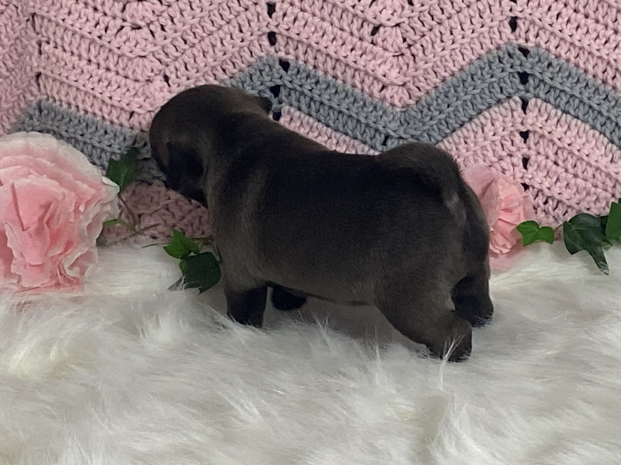 Wendy – Pug puppy for sale in Fennimore, WI